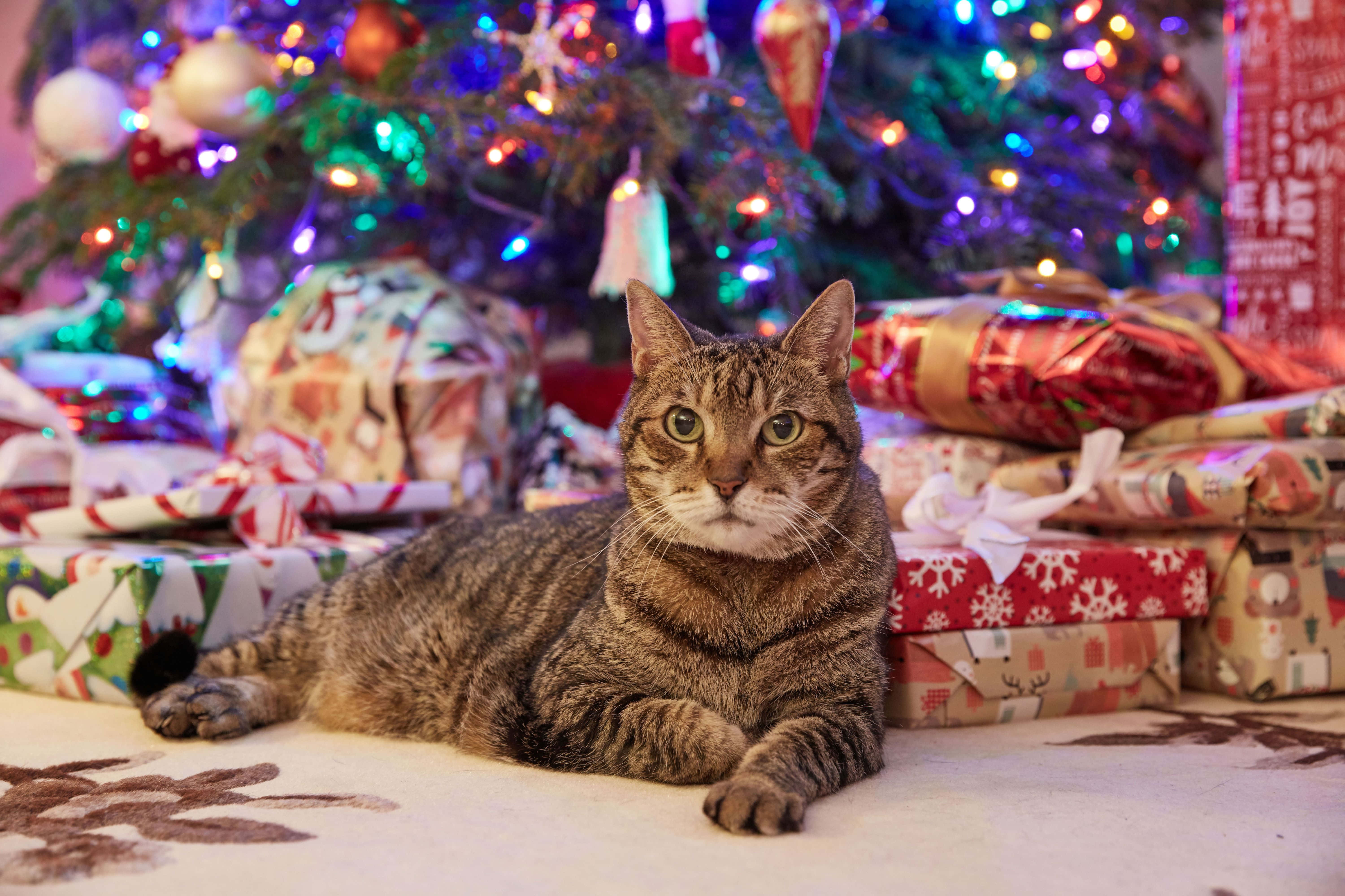 Festive Tabby Cat, Christmas tree, colorful Christmas presents, 5K Desktop Wallpaper