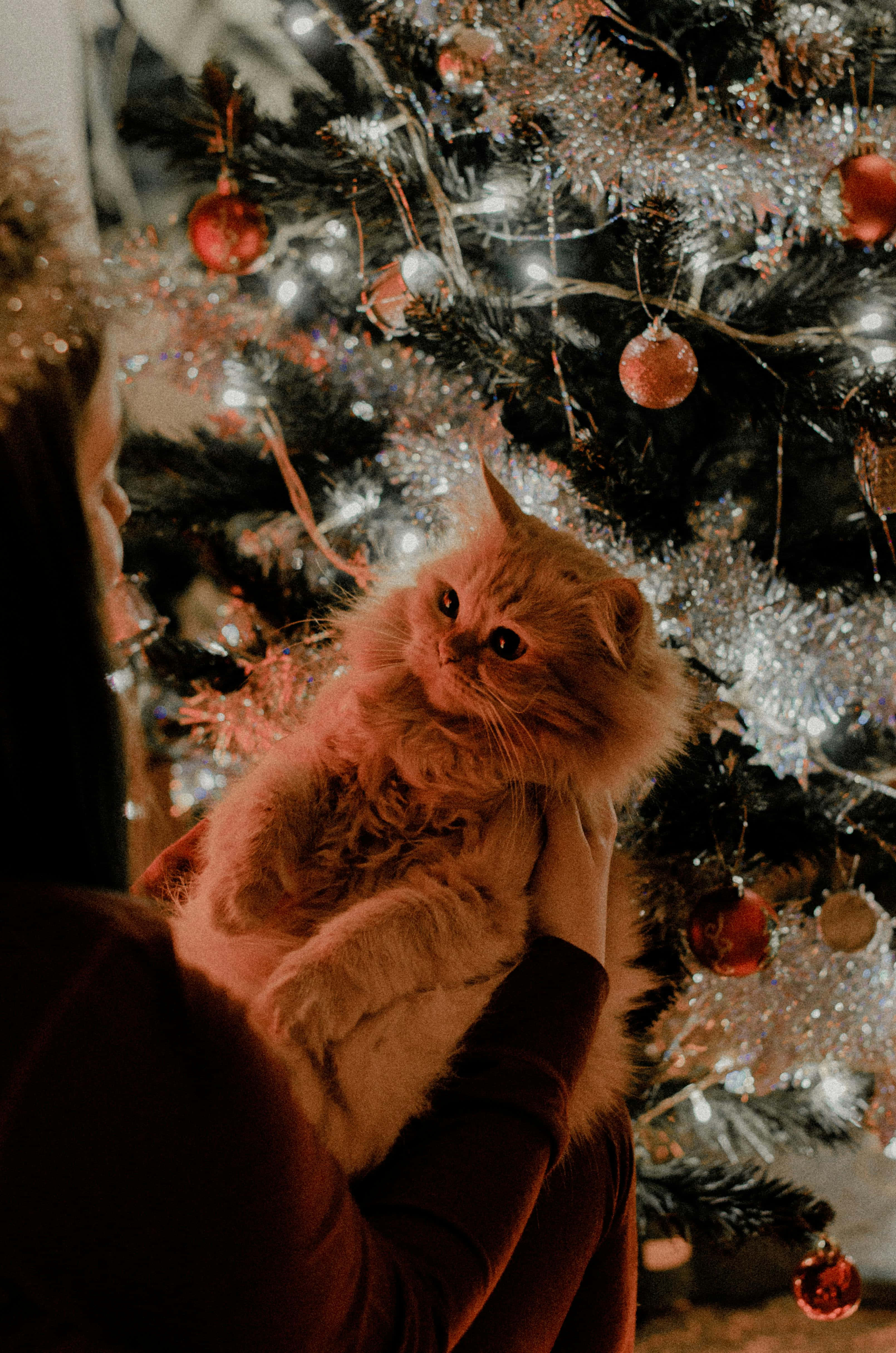 ginger cat, Christmas tree, red ornaments, 4K Phone Wallpaper