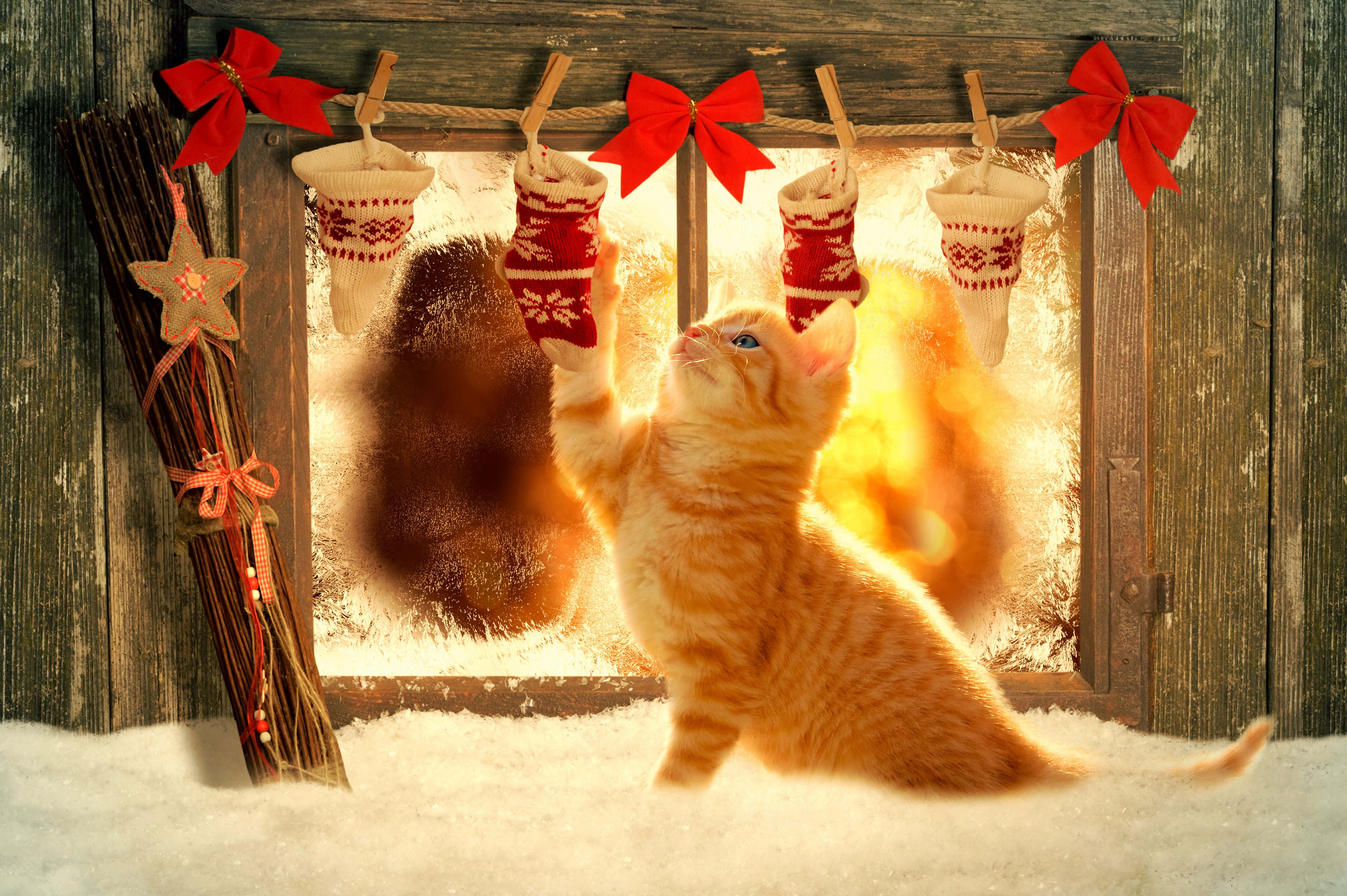 ginger kitten, snow, frosty window, 4K Desktop Wallpaper