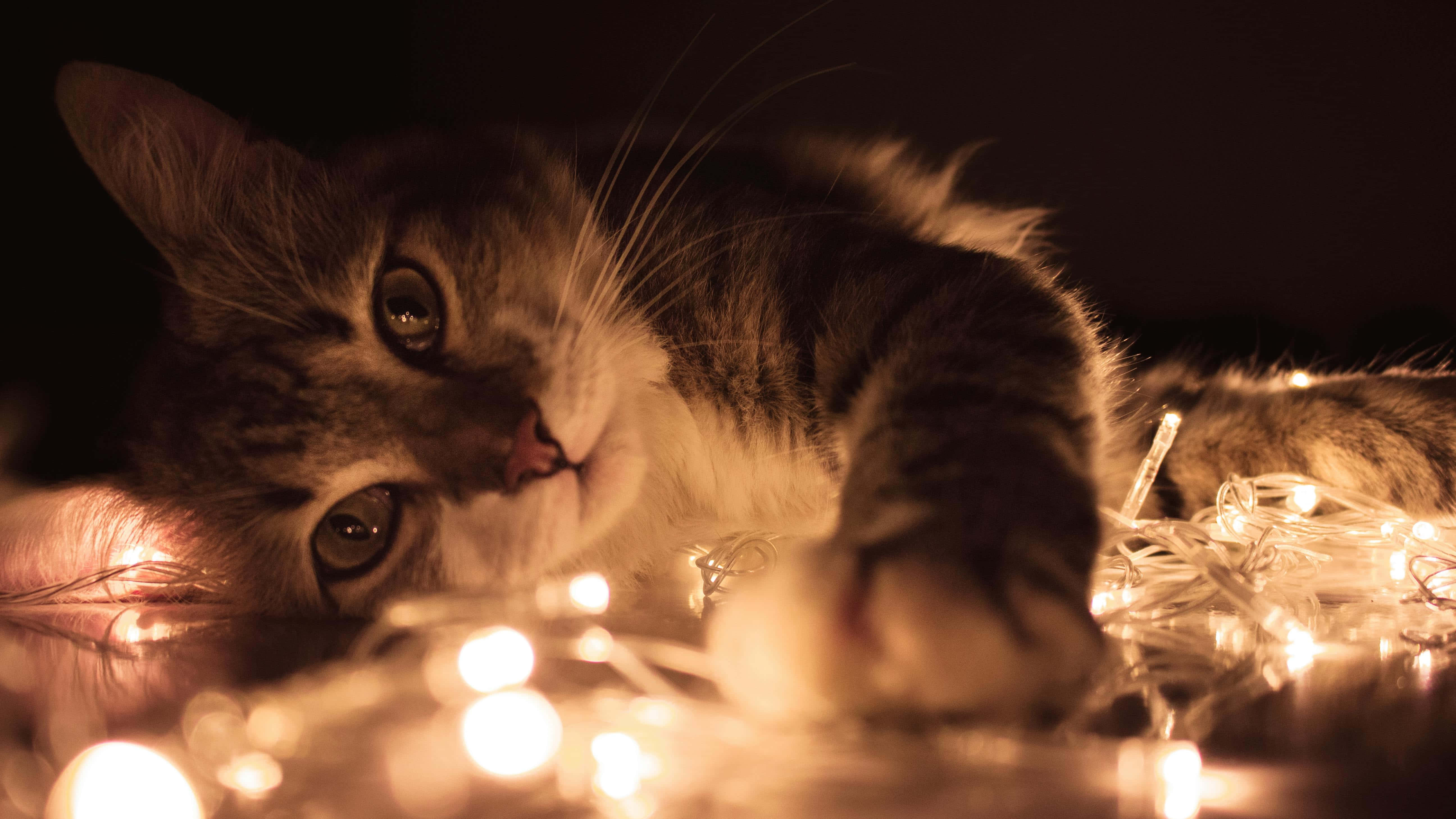 tabby cat, glowing string lights, warm dimly lit scene, 5K Desktop Wallpaper