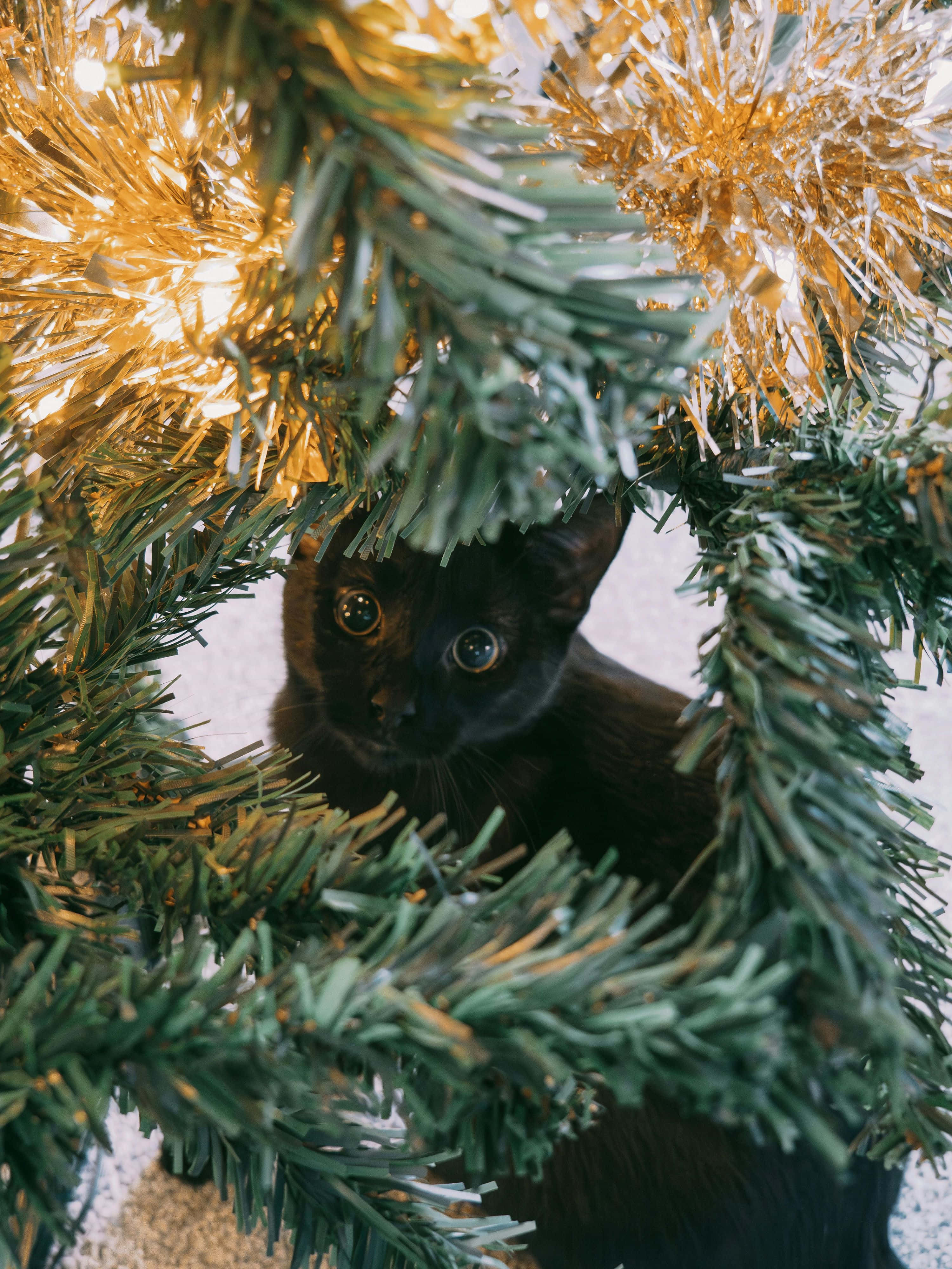 black kitten, green and gold tinsel, Christmas tree, 4K Phone Wallpaper