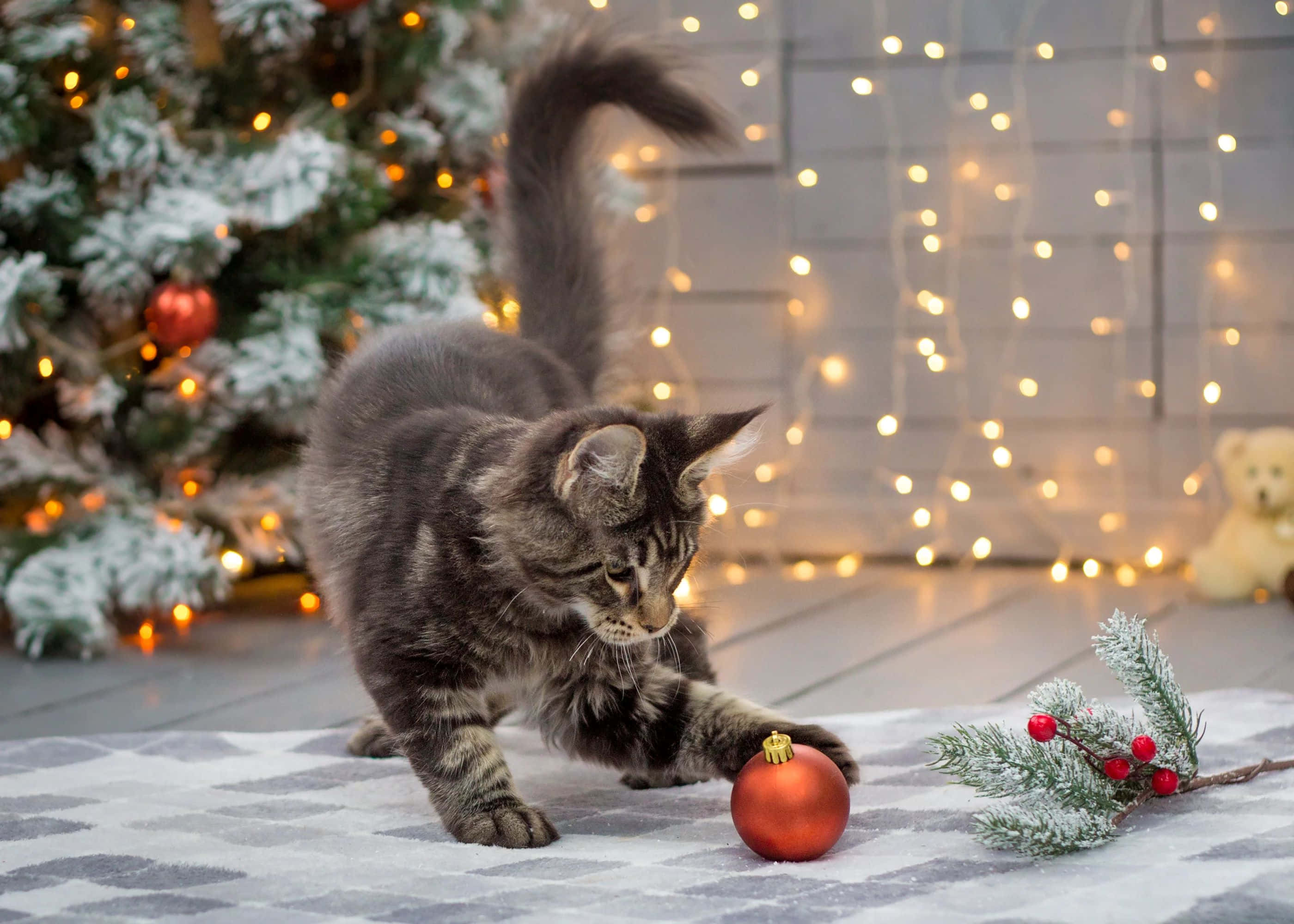 gray tabby kitten, red Christmas ornament, patterned rug, 2K Desktop Wallpaper