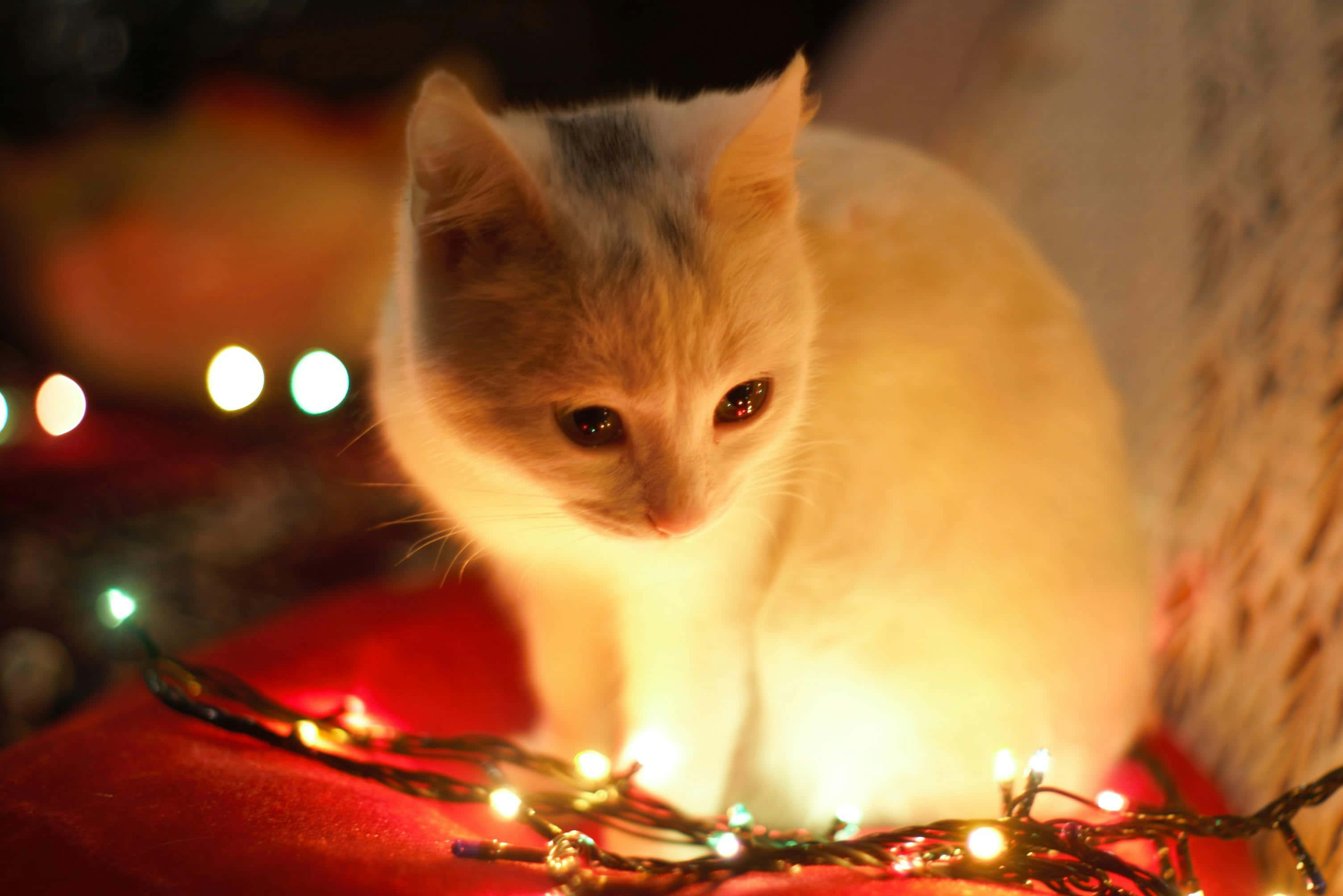 holiday kitten, Christmas lights, fluffy white kitten, 2K Desktop Wallpaper