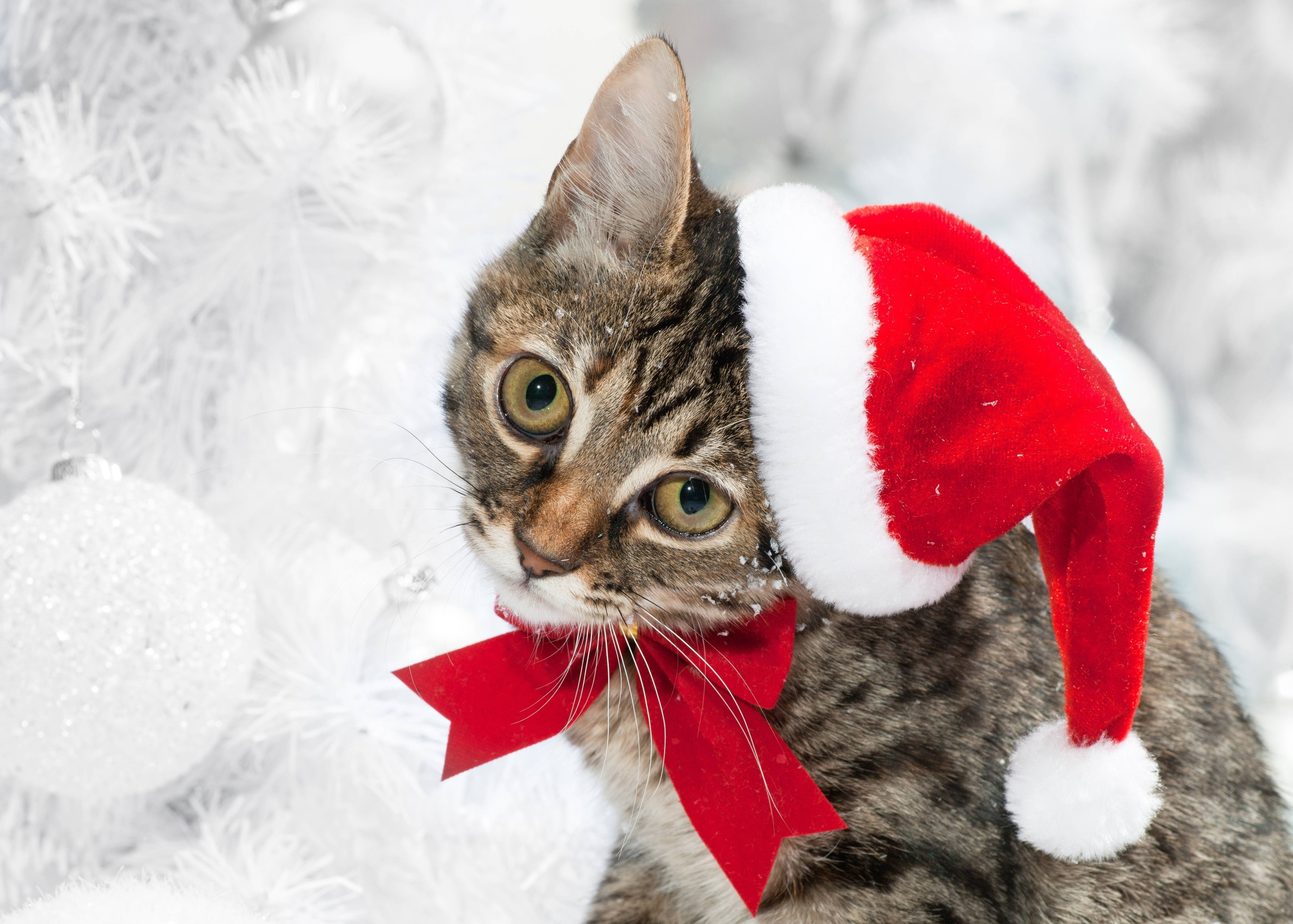tabby cat, red Santa hat, white trim, 4K Desktop Wallpaper