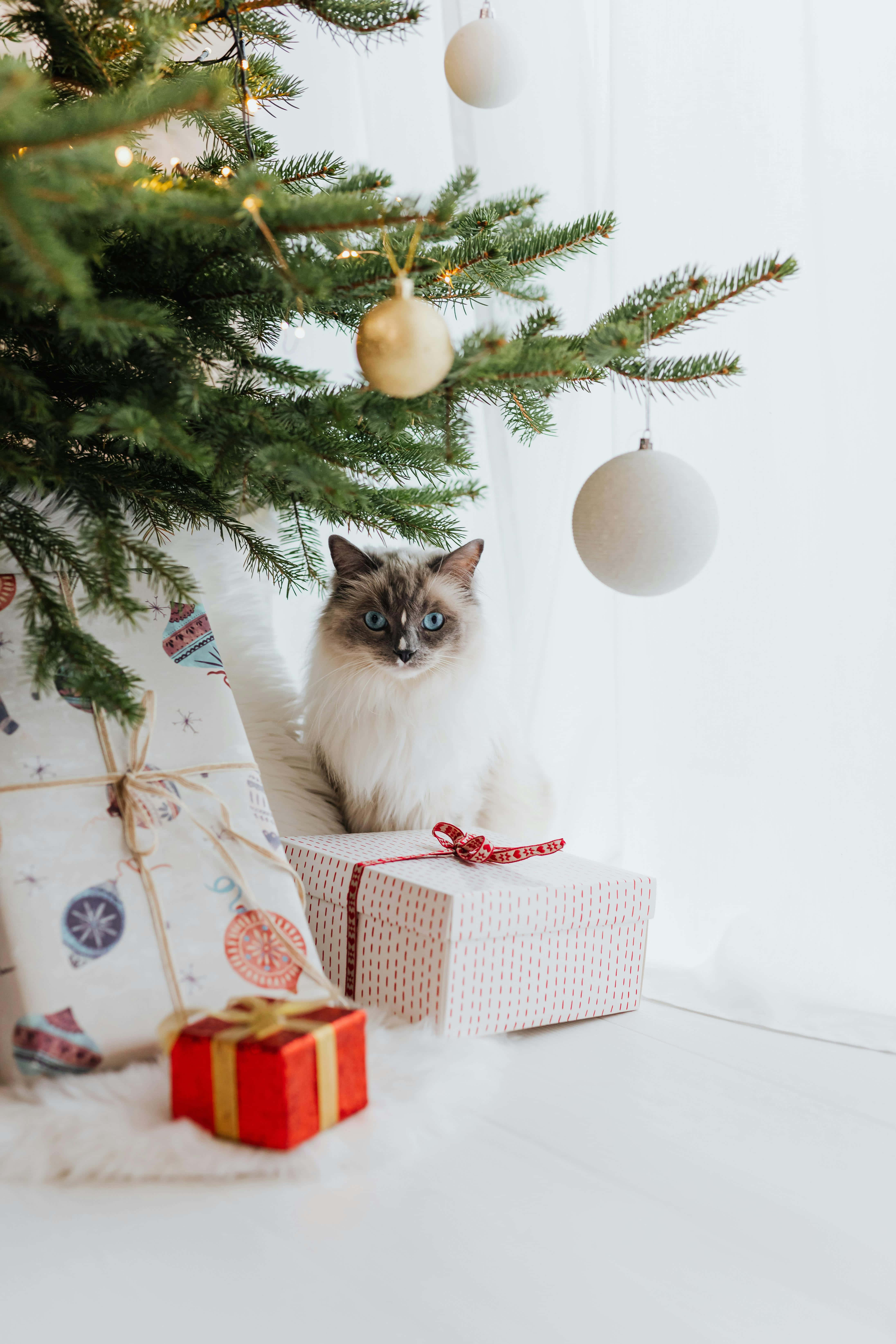 Festive Christmas Catwith Gifts, blue-eyed cat, wrapped Christmas gifts, 5K Phone Wallpaper