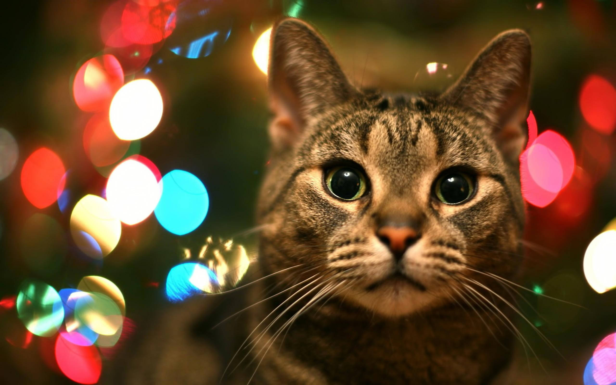 tabby cat, wide green eyes, vibrant bokeh, 2K Desktop Wallpaper