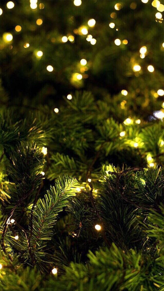 pine branches, twinkling warm yellow fairy lights, cozy festive glow, SD Phone Wallpaper
