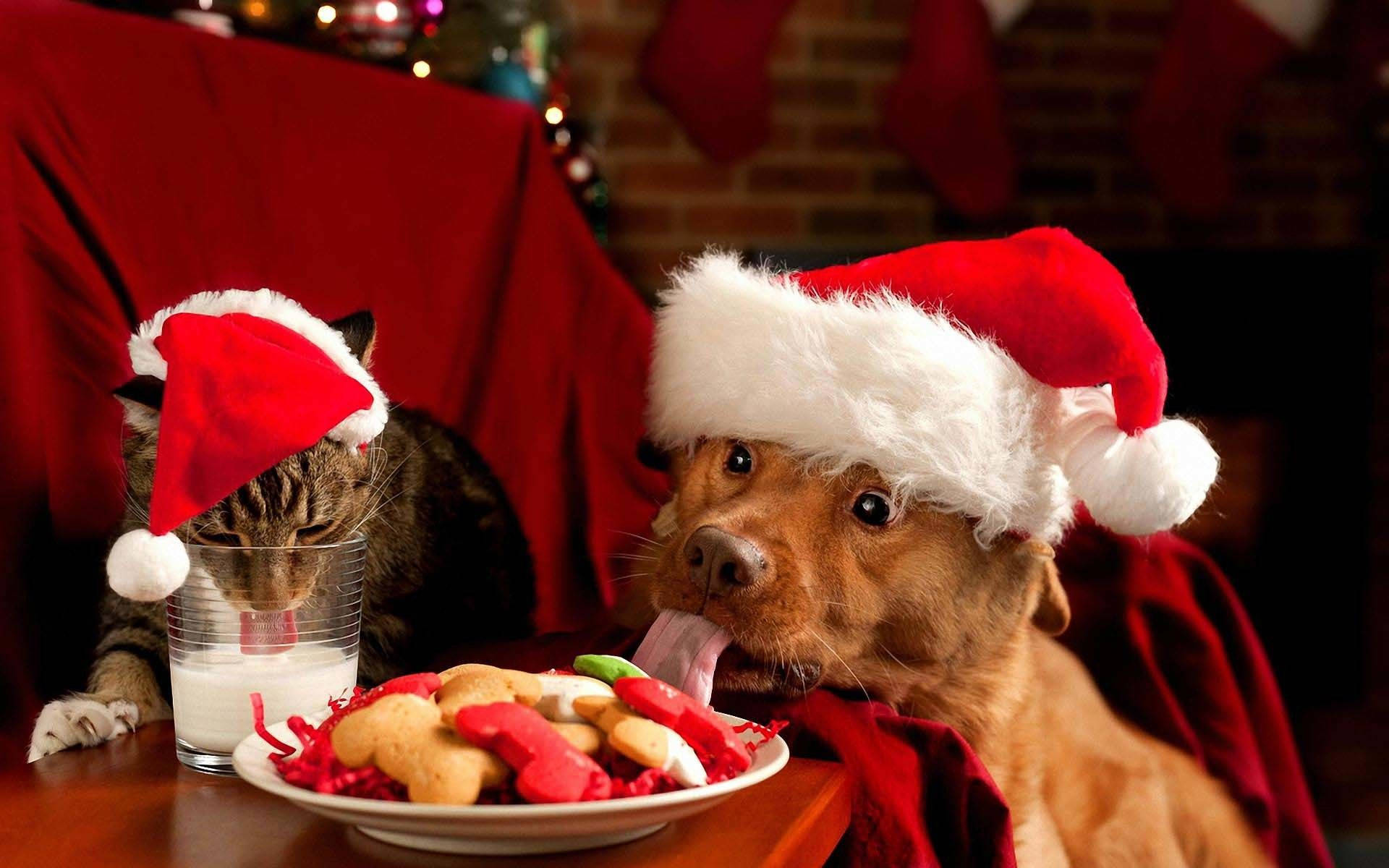 Santa hats, red draped table, stockings, Full HD Desktop Wallpaper