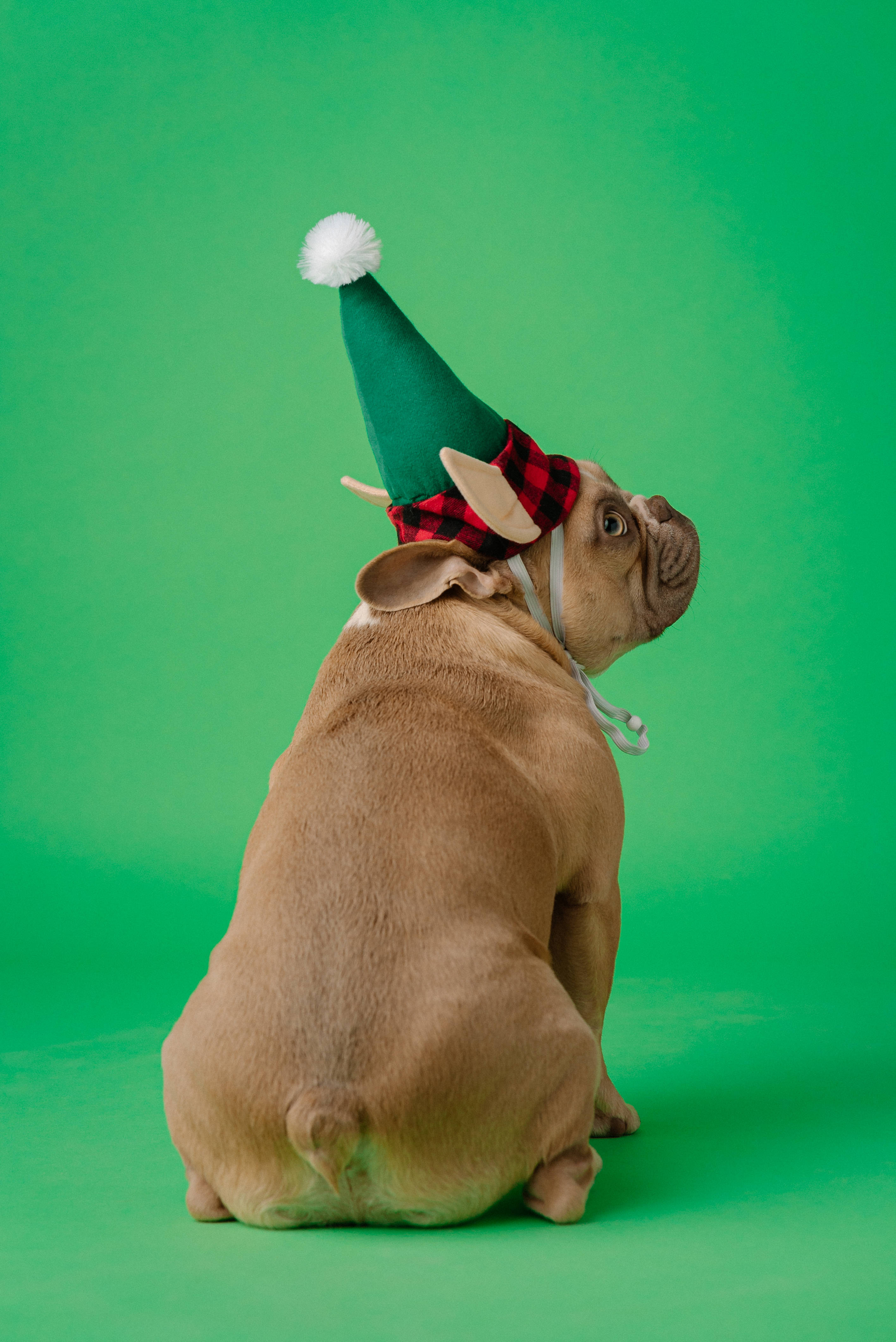 fawn French bulldog, green elf hat, red plaid band, 4K Phone Wallpaper