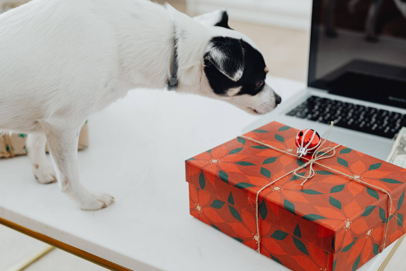black and white dog, red gift box, twine, HD Desktop Wallpaper