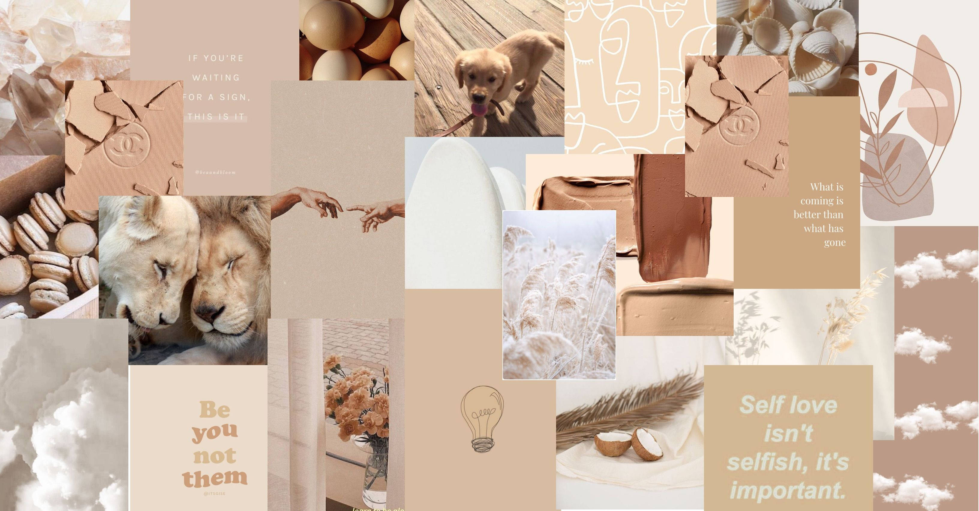 beige, brown, lions, 2K Desktop Wallpaper