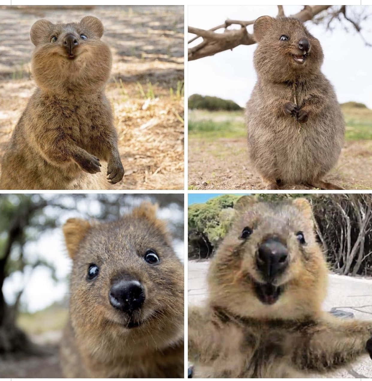 quokka, fluffy brown fur, big eyes, SD Phone Wallpaper