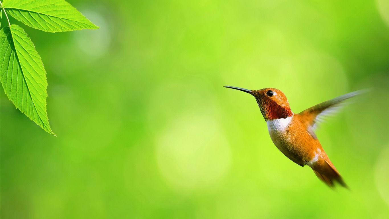 ruby-throated hummingbird, vibrant green leaf, soft bokeh background, HD Desktop Wallpaper