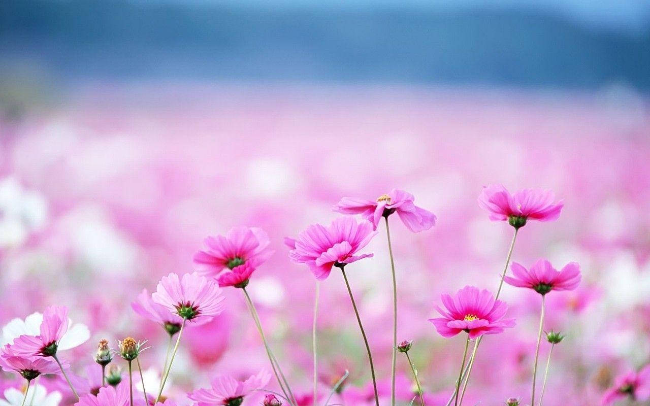 pink cosmos flowers, soft-focus field, hazy blue sky, HD Desktop Wallpaper