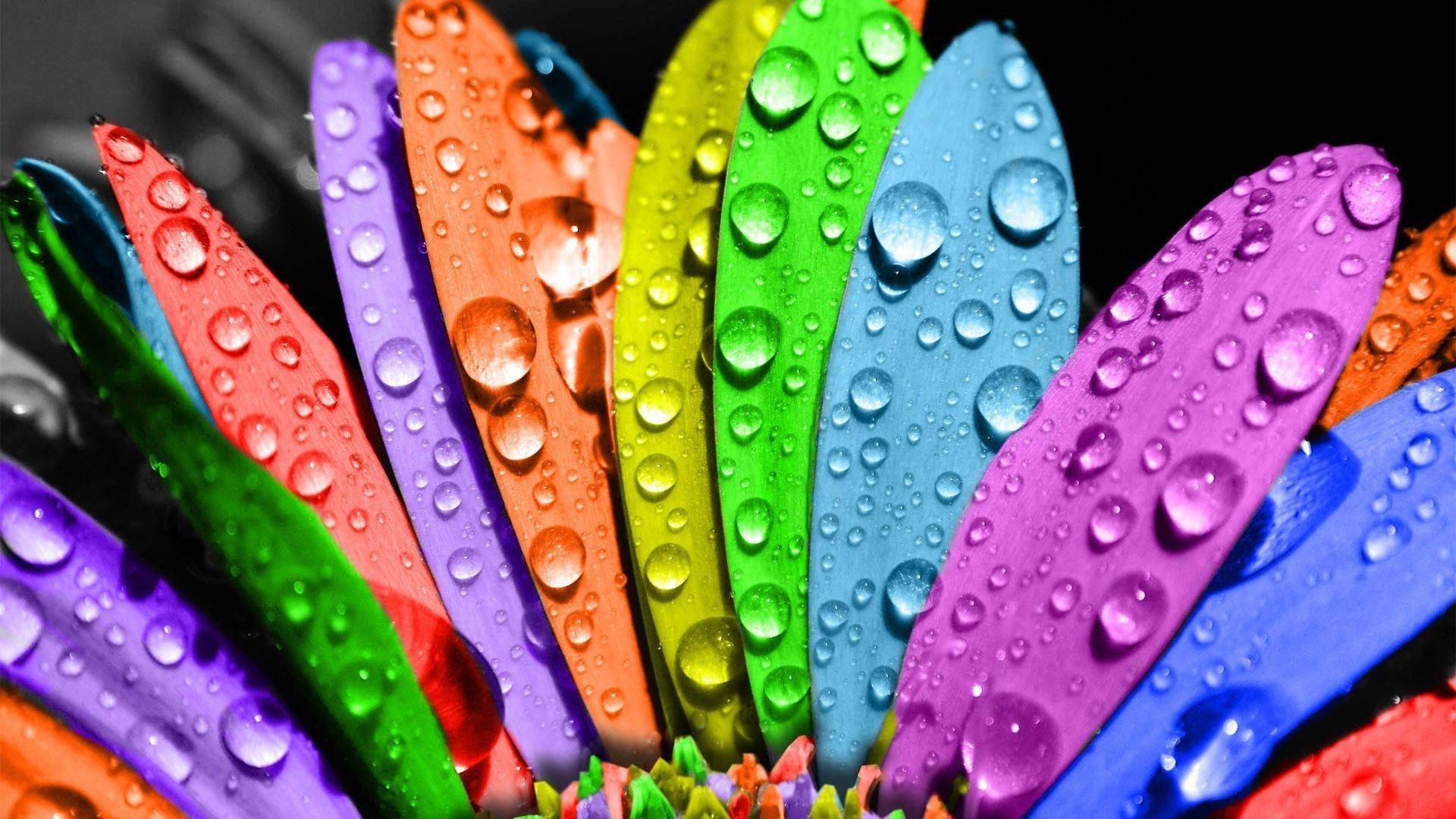 rainbow petals, sunflower, dark background, Full HD Desktop Wallpaper