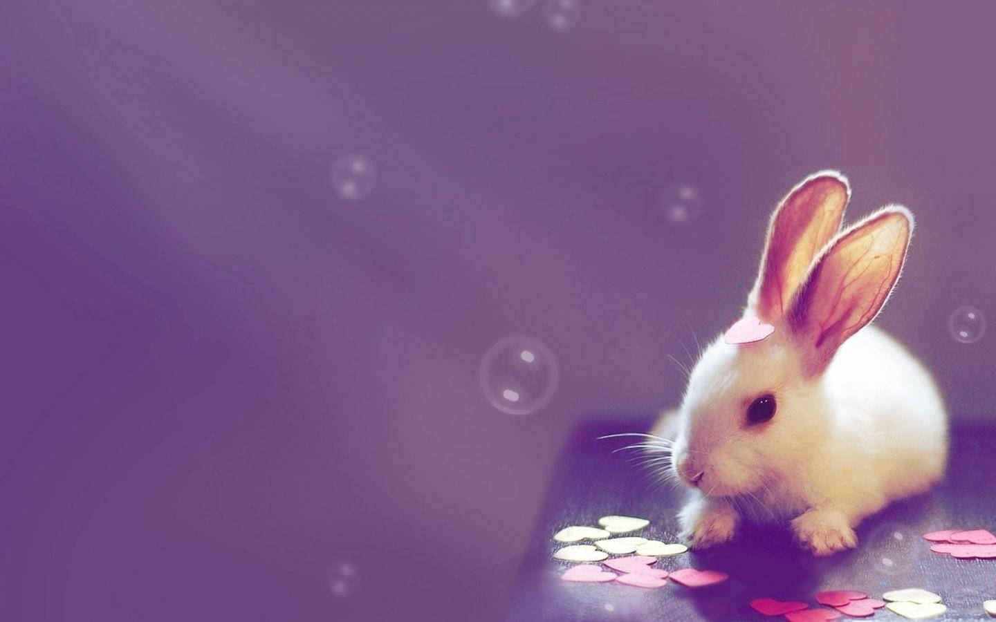 small white rabbit, fluffy white bunny, pink inner ears, HD Desktop Wallpaper