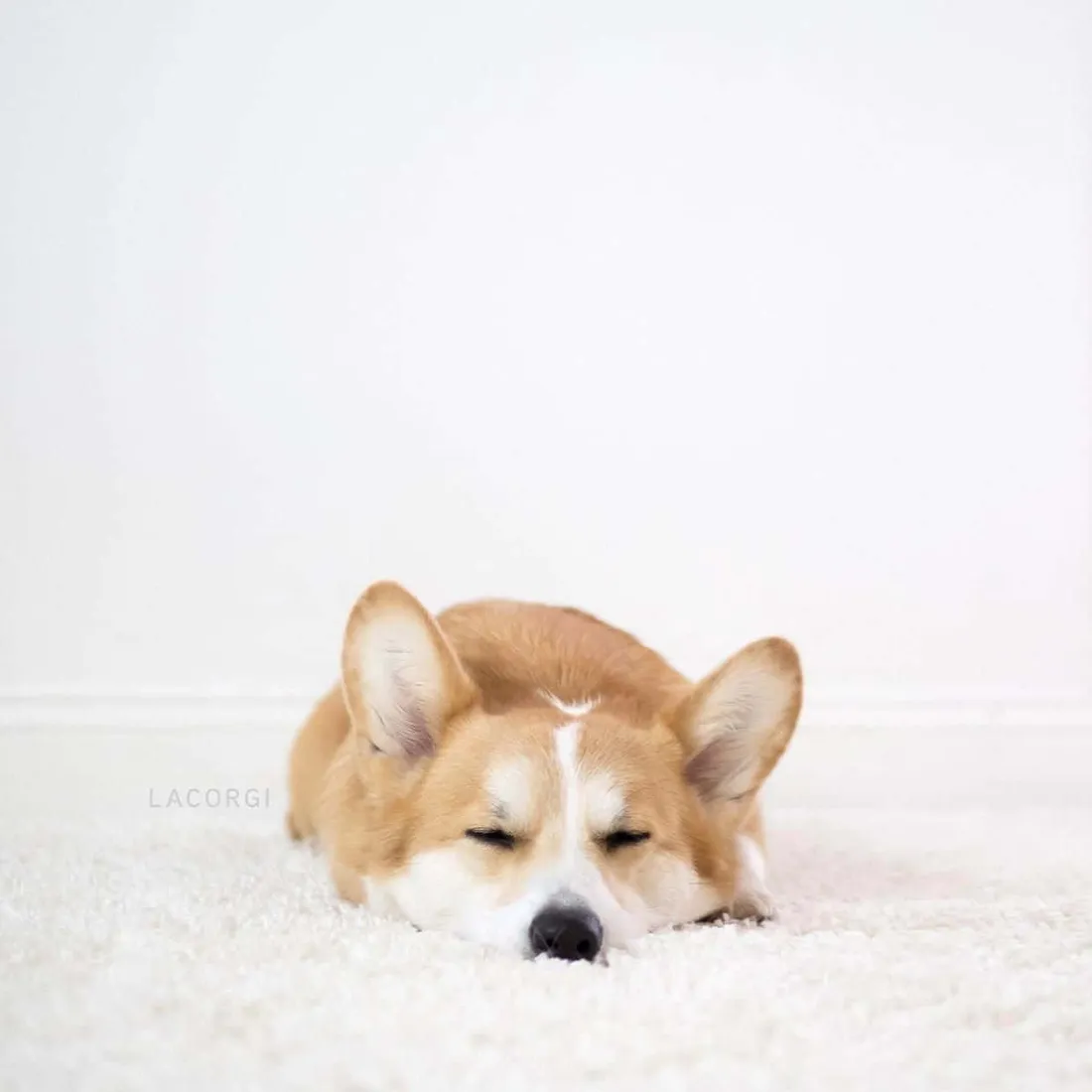 Cute Corgi