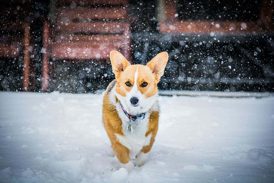 cute corgi, snow, falling snow, SD Desktop Wallpaper
