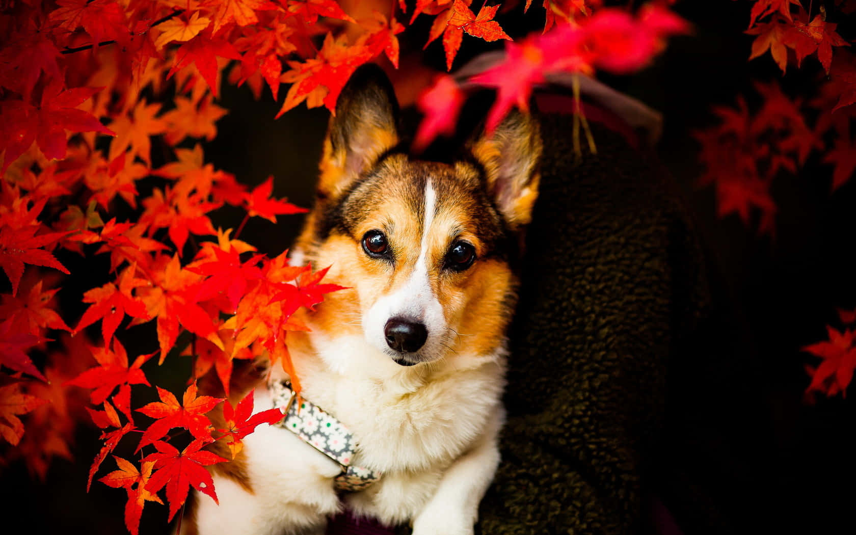 cute corgi, autumn leaves, vibrant red, HD Desktop Wallpaper