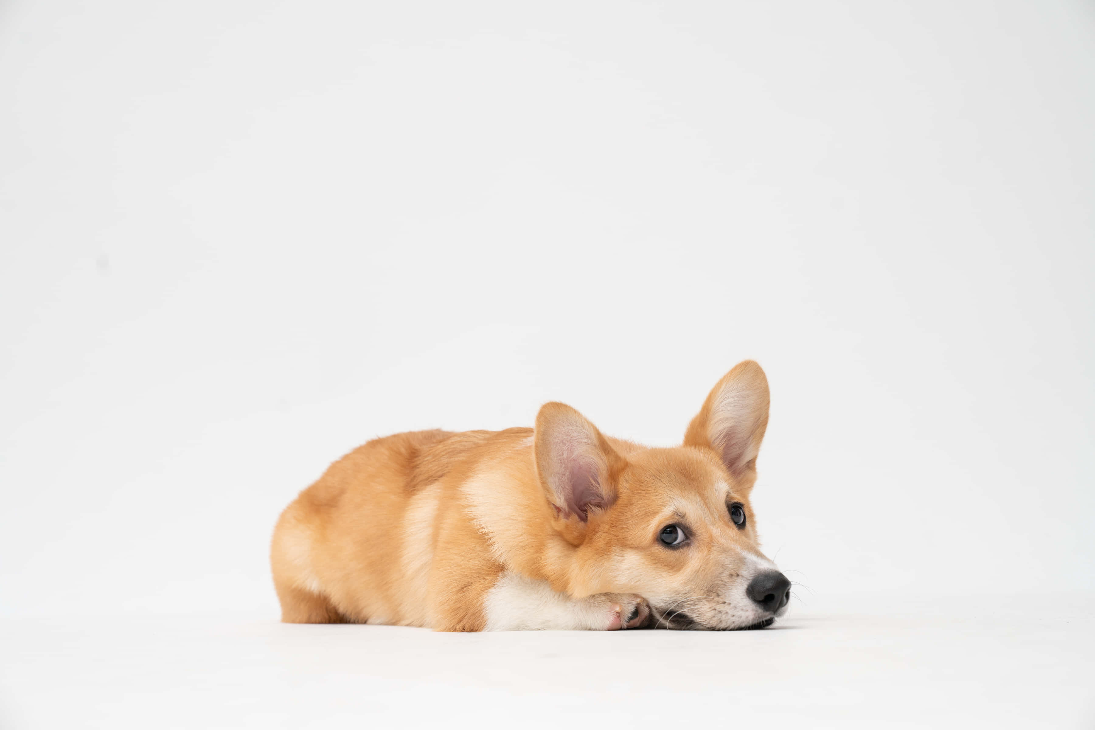 cute corgi, white and tan, fluffy tan corgi, 2K Desktop Wallpaper