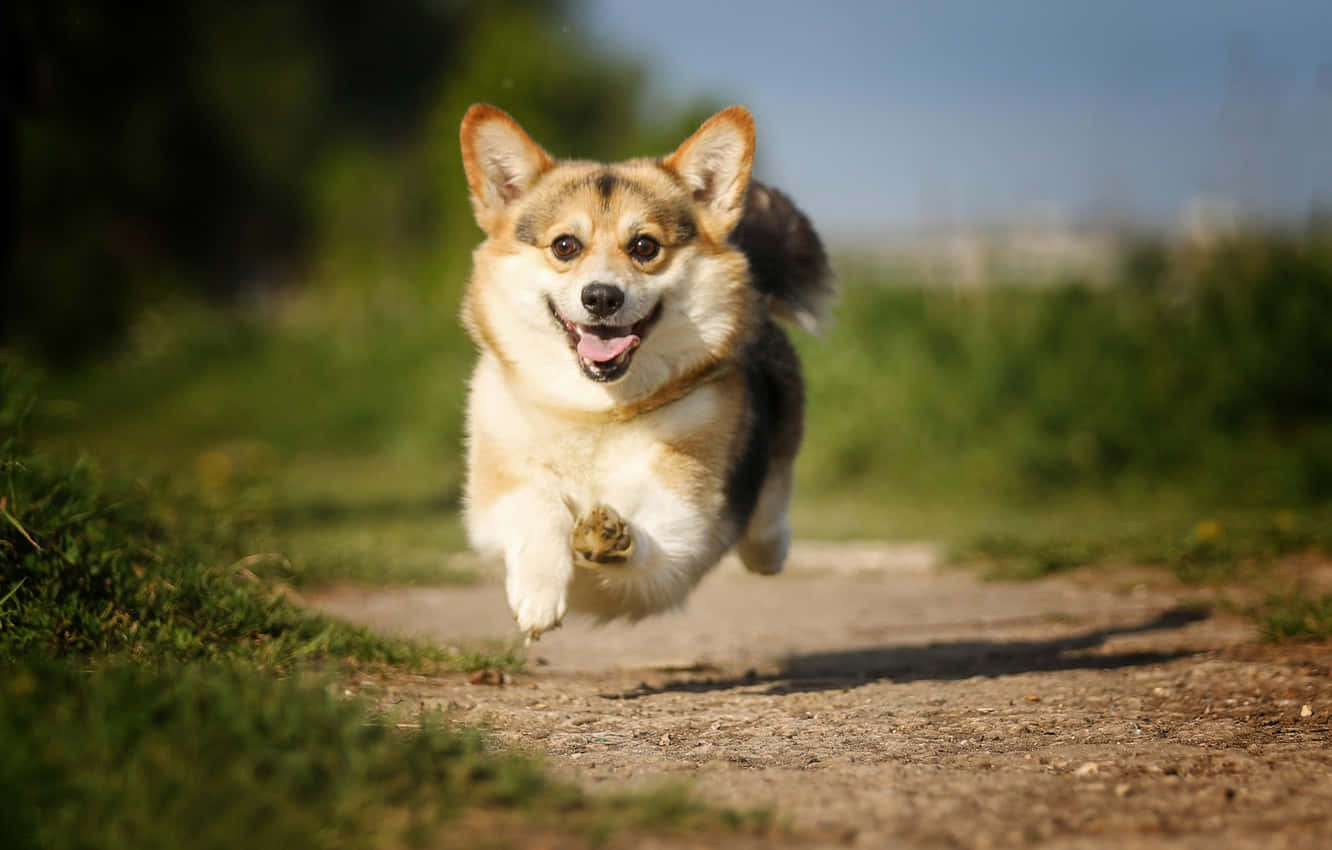 cute corgi dog, airborne, sunlit dirt path, HD Desktop Wallpaper