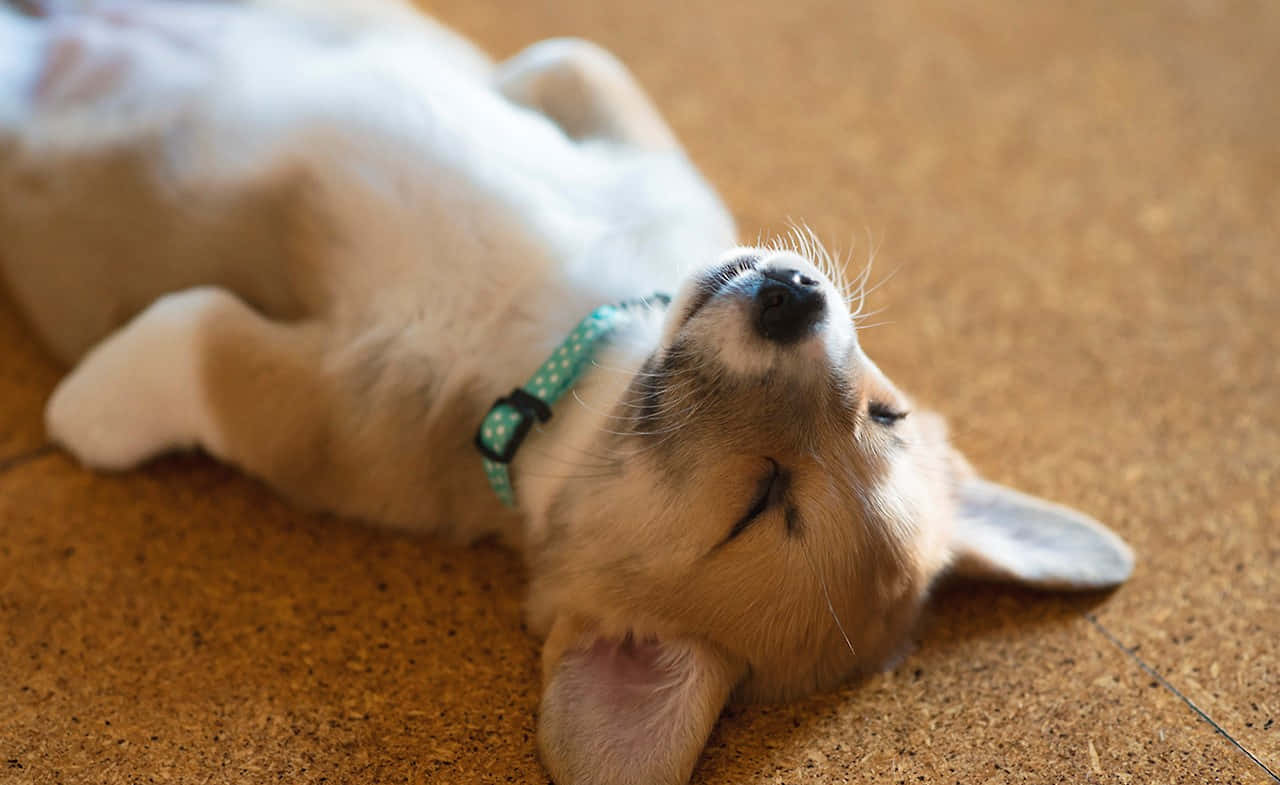 cute corgi puppy, sleeping like human, fluffy corgi puppy, HD Desktop Wallpaper
