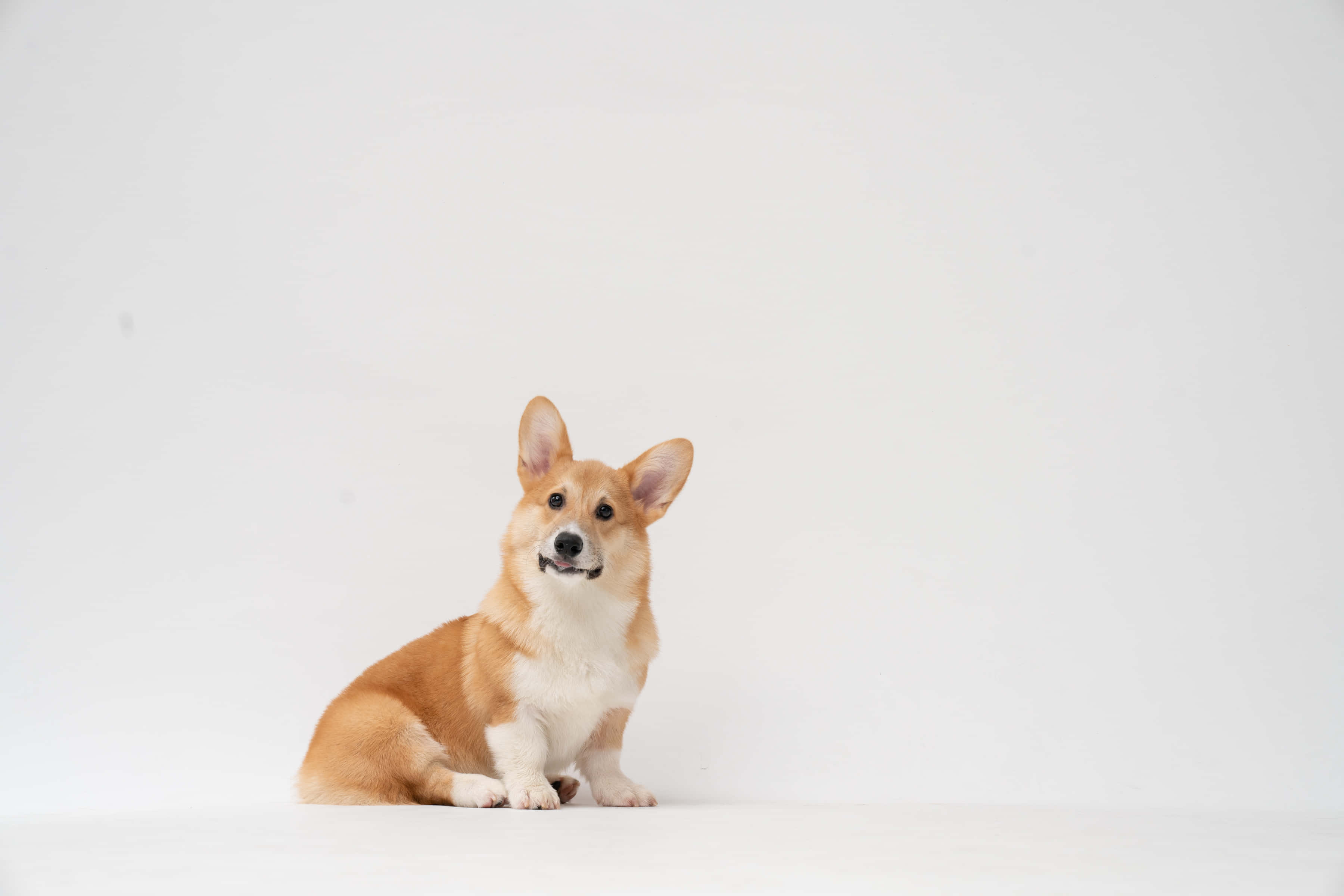 cute corgi, tan and white, fluffy, 2K Desktop Wallpaper