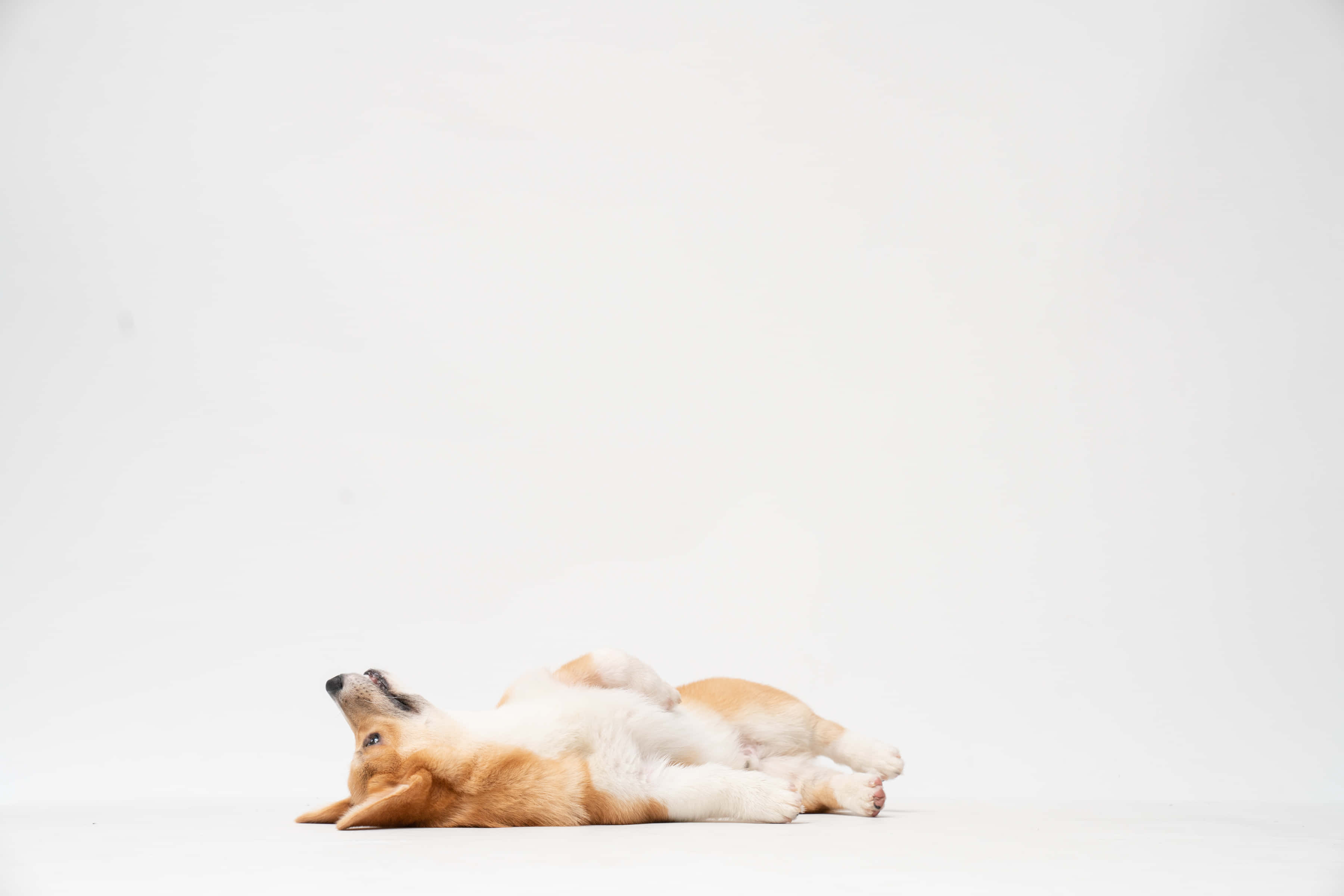 cute corgi, fluffy corgi dog, white floor, 2K Desktop Wallpaper