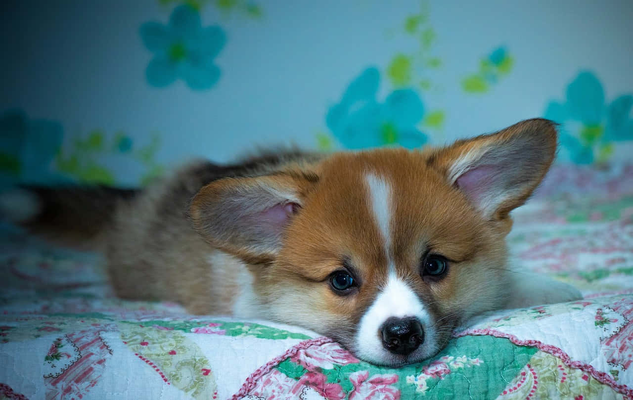 cute corgi puppy, big blue eyes, floral quilt, HD Desktop Wallpaper