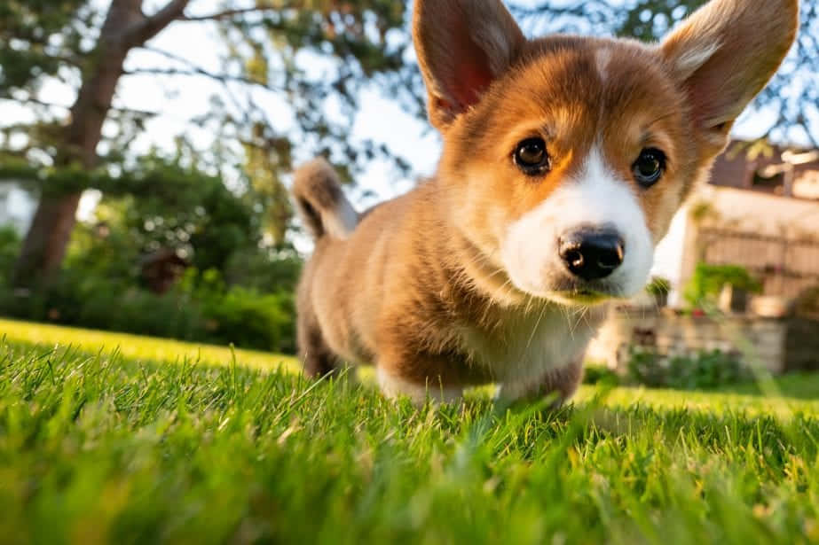 corgi puppy, big brown eyes, perky ears, SD Desktop Wallpaper