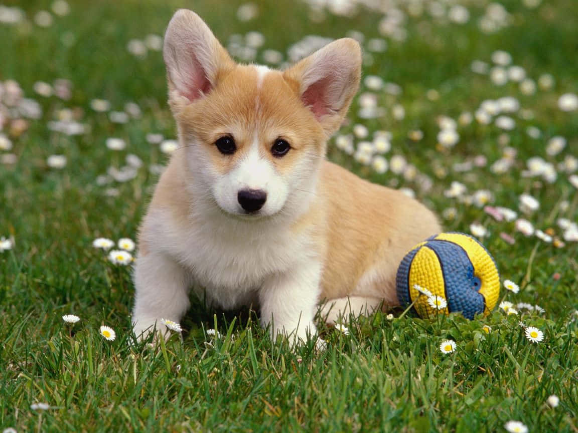corgi puppy, fluffy, big ears, SD Desktop Wallpaper