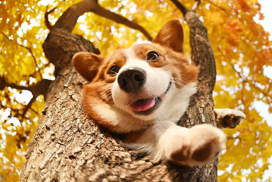 cute corgi, tree trunk, golden autumn leaves, SD Desktop Wallpaper