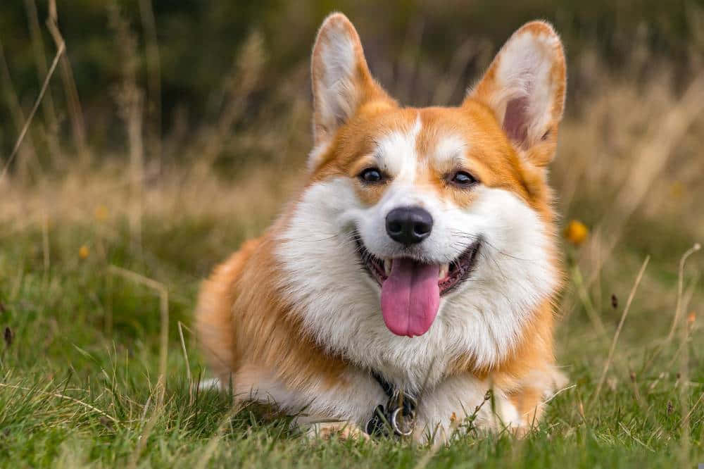 red and white corgi, sunlit grassy field, blurred wildflowers, SD Desktop Wallpaper