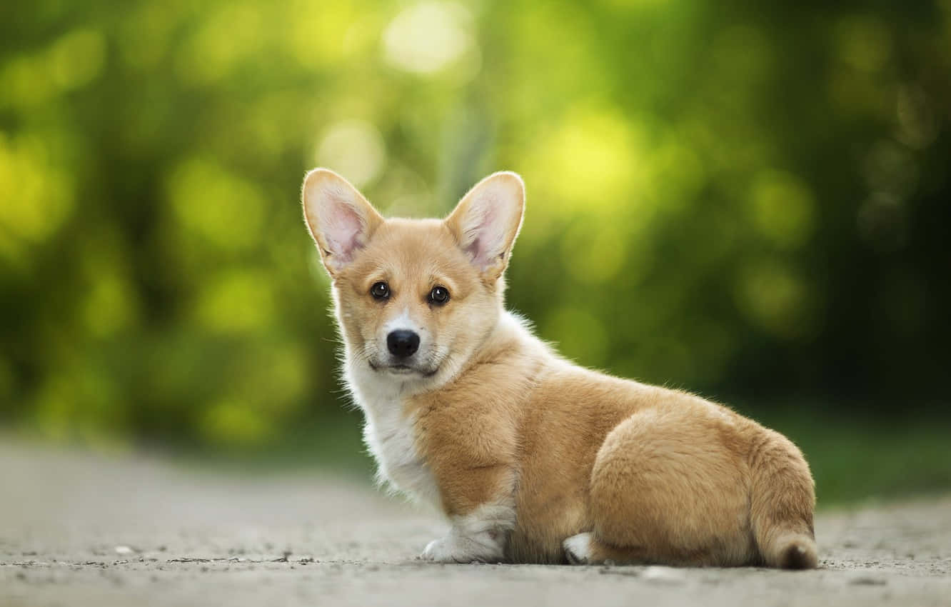 fluffy tan corgi puppy, gravel path, soft green bokeh background, HD Desktop Wallpaper