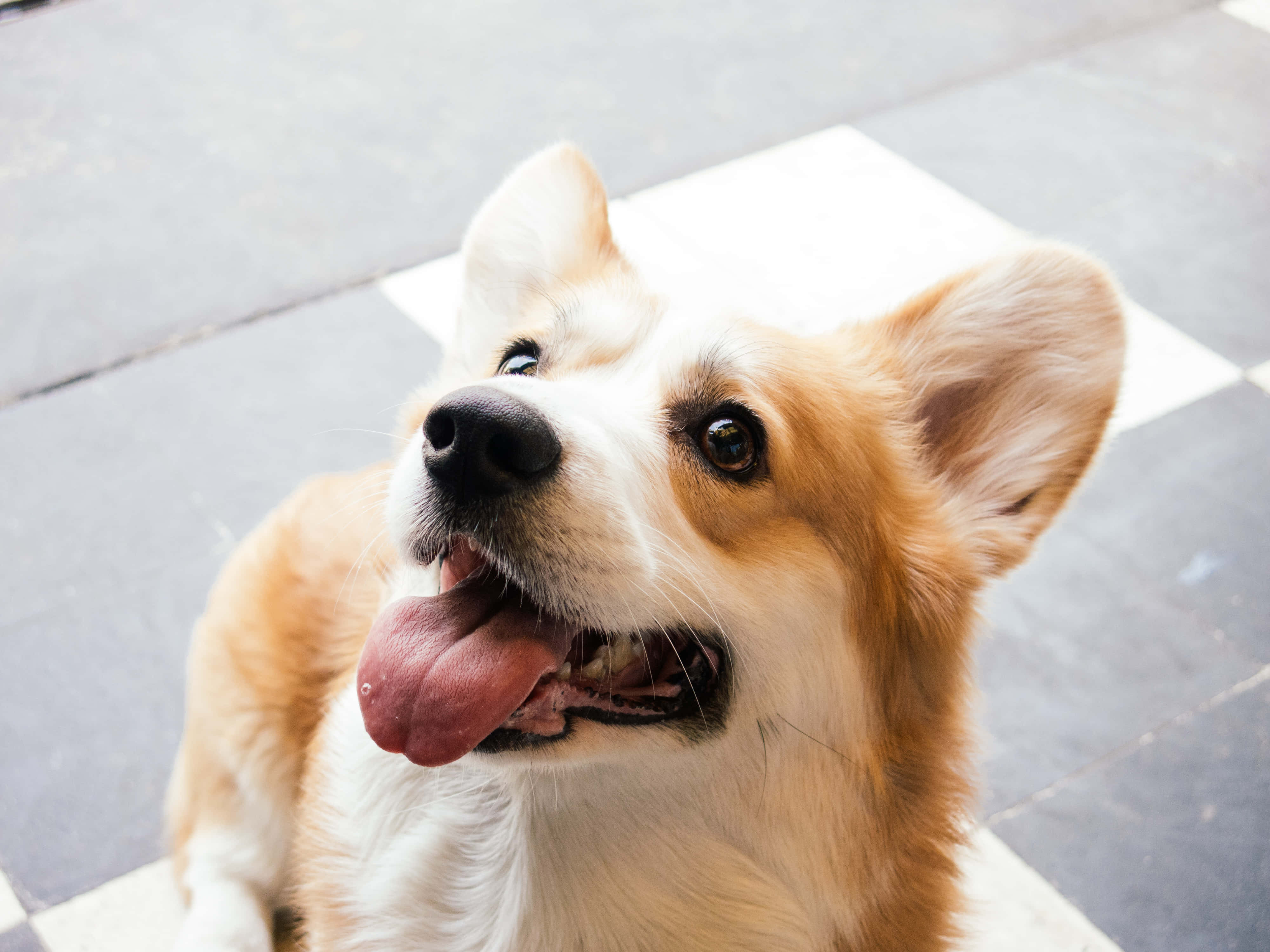 cute corgi, perky ears, tongue out, 4K Desktop Wallpaper