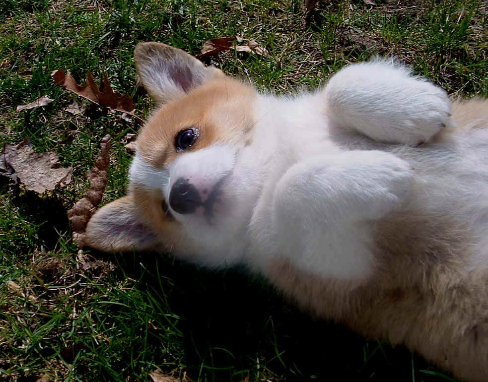 corgi, fluffy corgi puppy, grass, SD Desktop Wallpaper