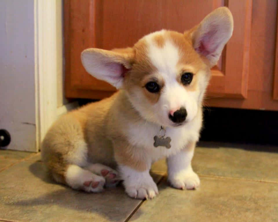 cute corgi puppy dog face, fluffy tan and white corgi puppy, big ears, SD Desktop Wallpaper