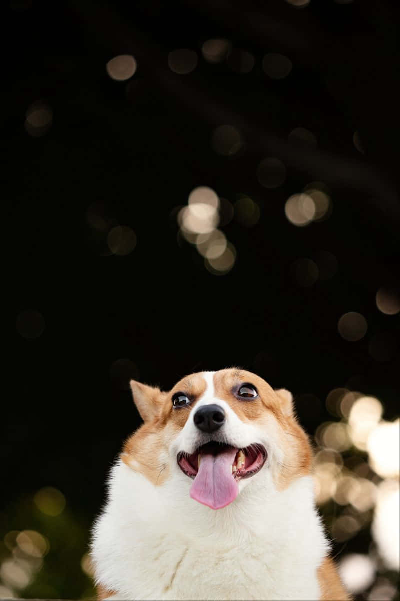 Cute Corgi, black background, glowing bokeh lights, SD Phone Wallpaper