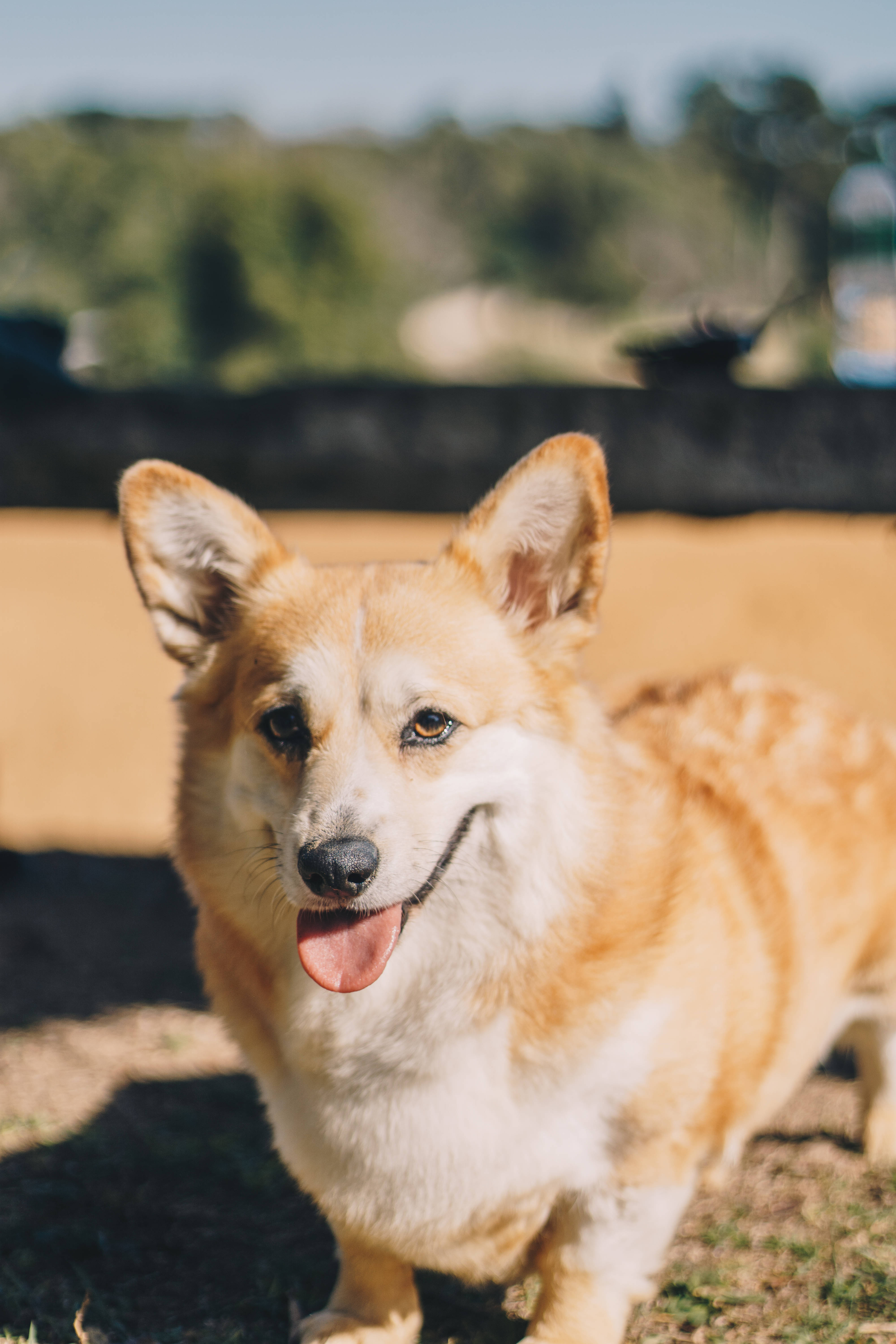 brown corgi, sunny day, bright sunlight, 5K Phone Wallpaper