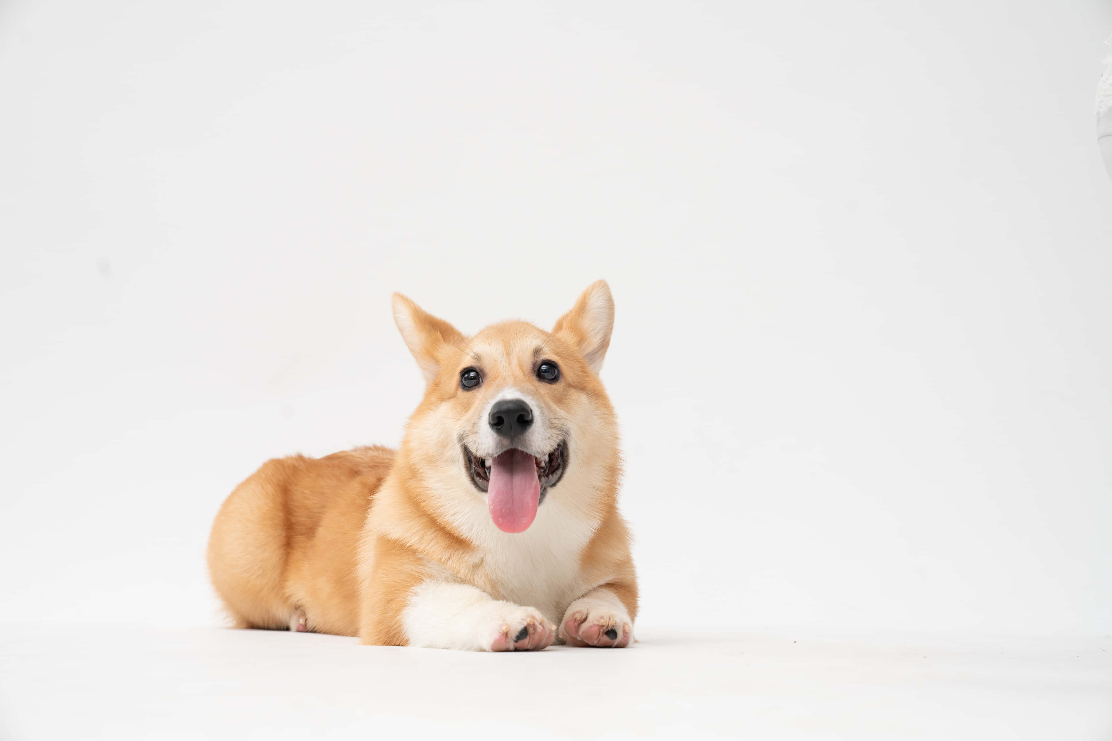 cute corgi, sphinx position, tan and white corgi, 2K Desktop Wallpaper