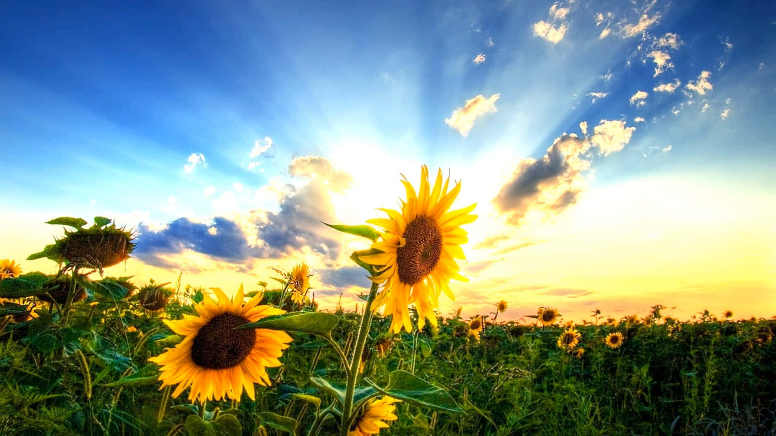 sunflower field, golden field, radiant sunset sky, HD Desktop Wallpaper