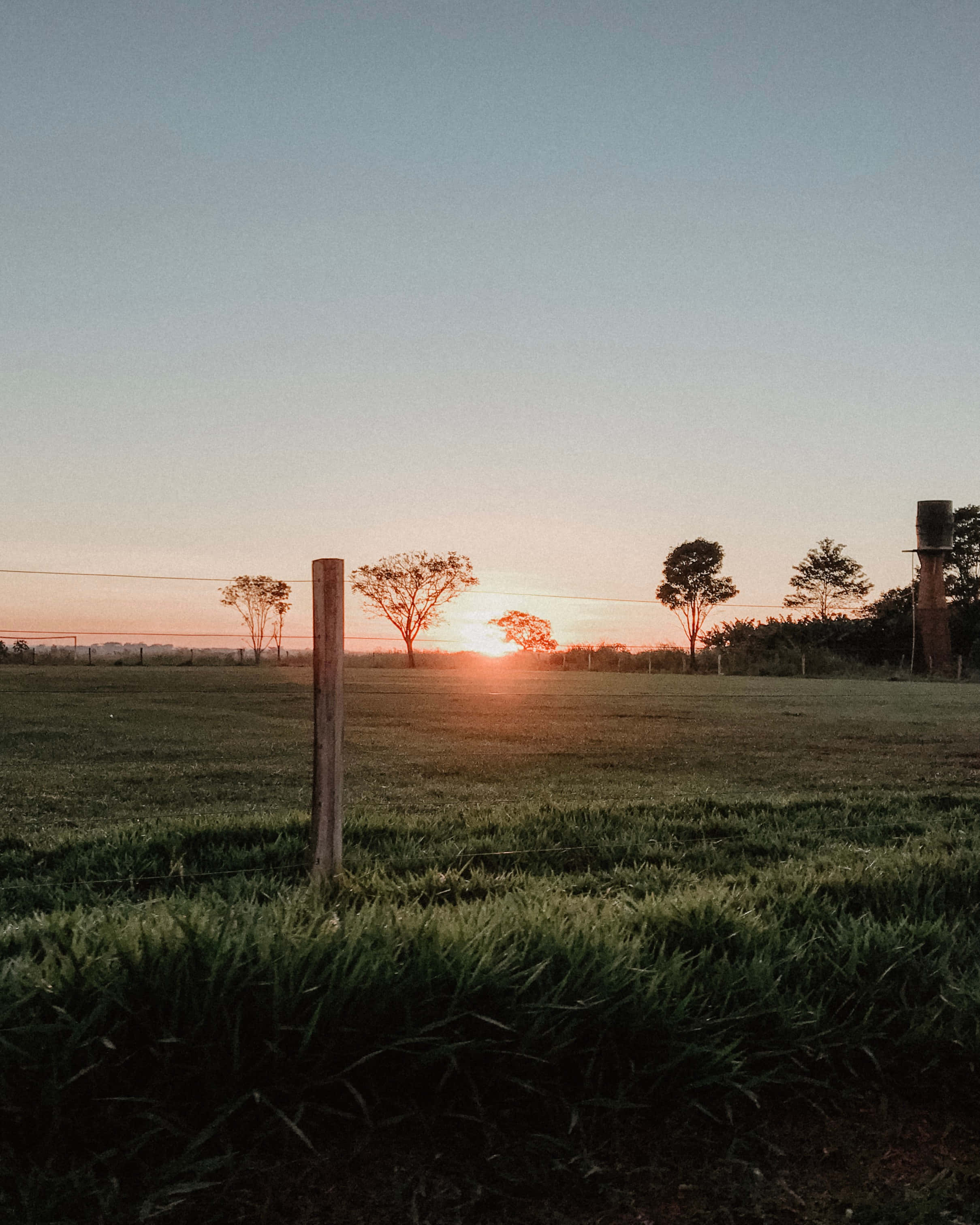 Sunset, grassy field, scattered trees, 2K Phone Wallpaper