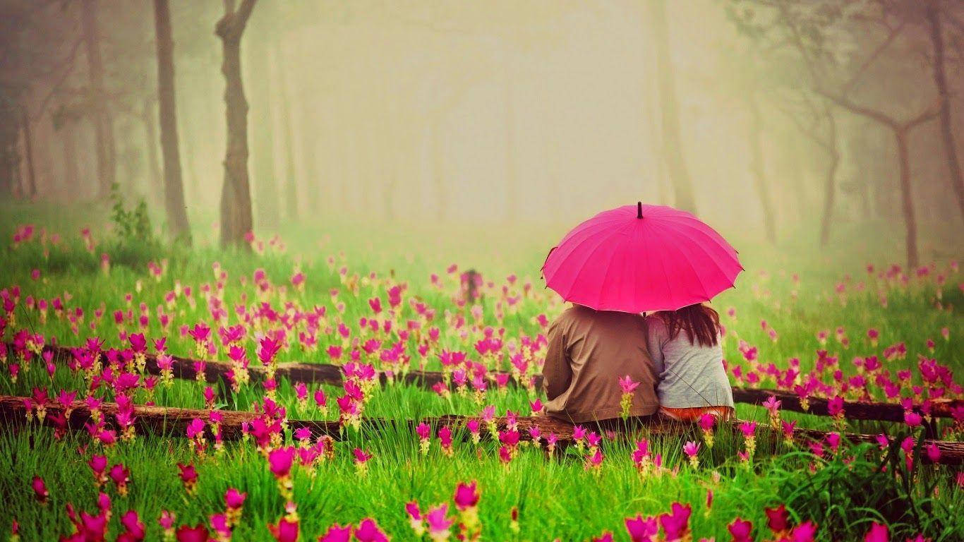 bright pink umbrella, bench, field of pink flowers, HD Desktop Wallpaper