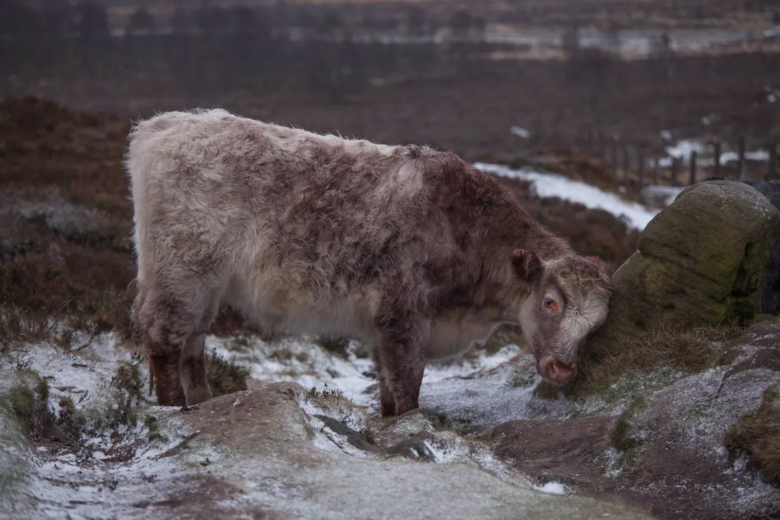 Cute Cow