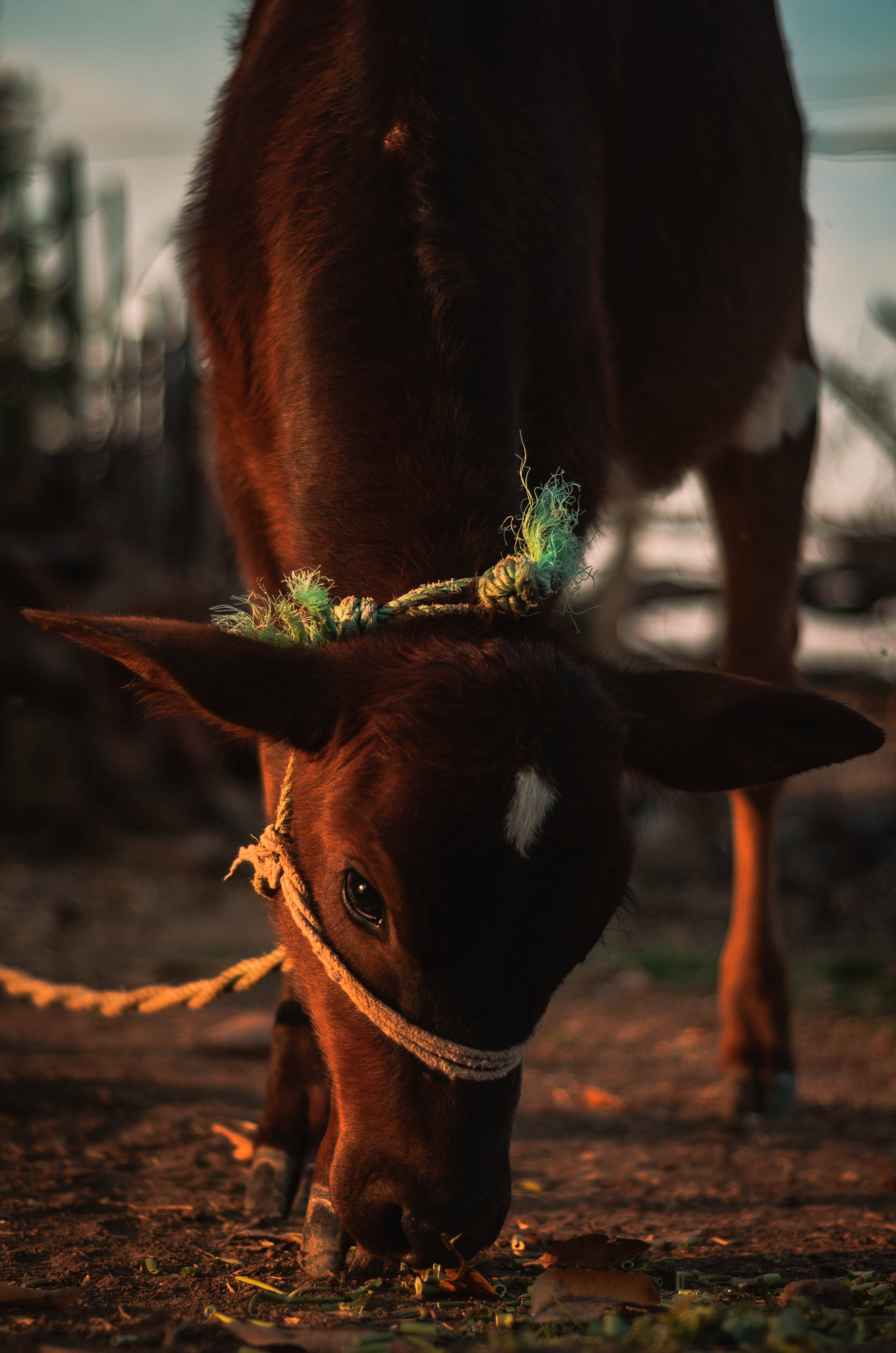 cute cow, rope halter, brown calf, 4K Phone Wallpaper