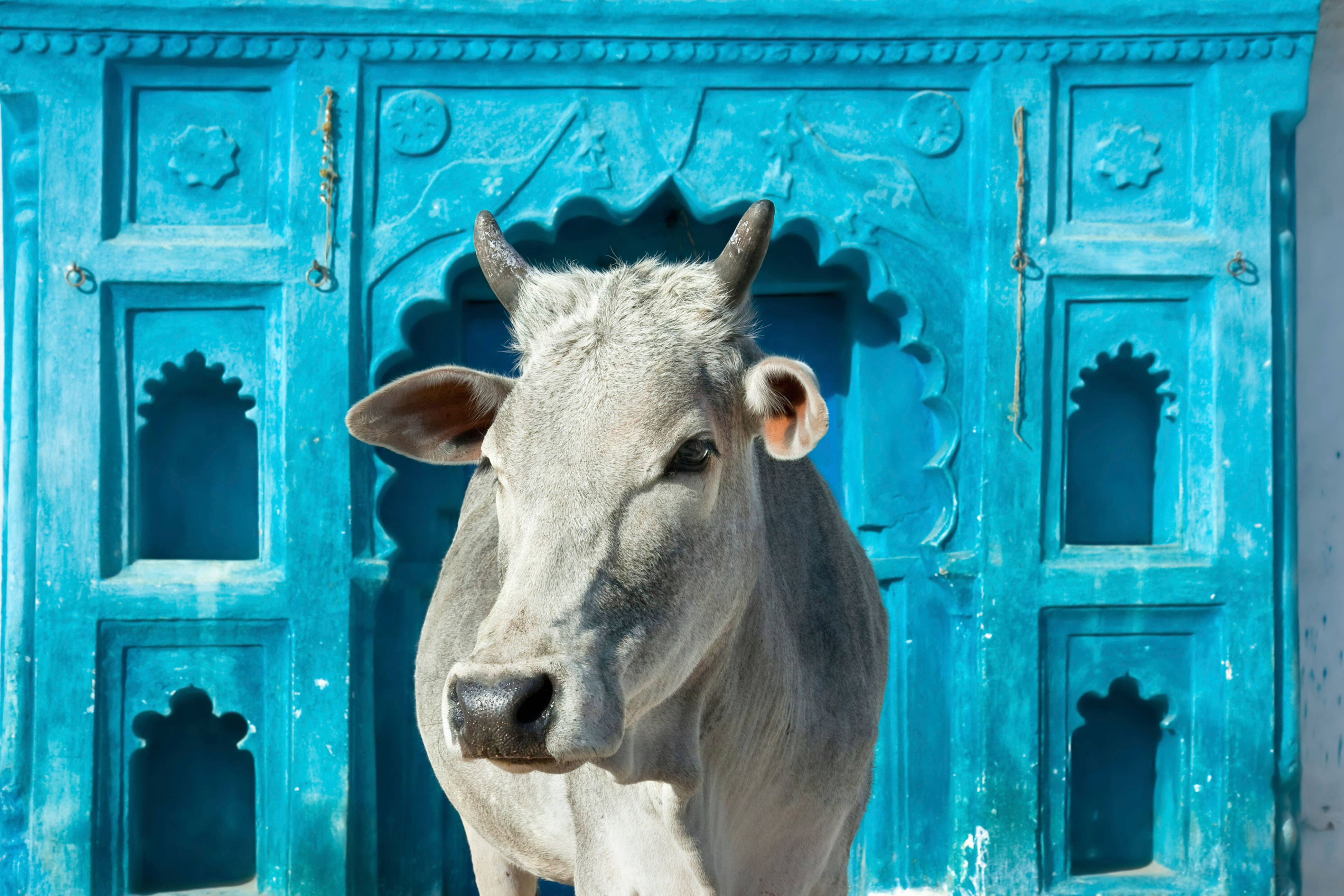white cow, blue arch, vibrant blue ornate door, 4K Desktop Wallpaper