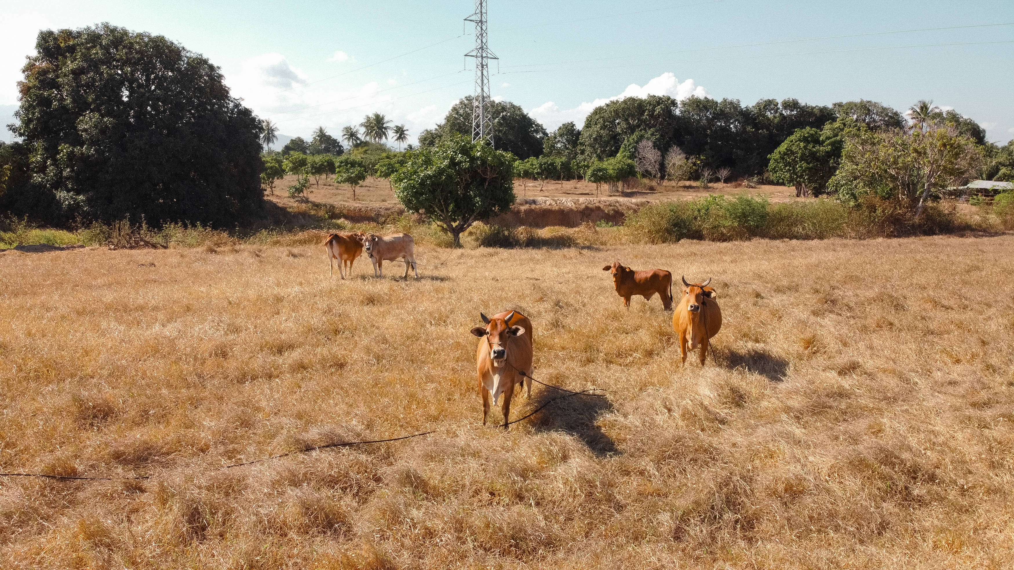 brown cows, dry grassy field, bright blue sky, 2K Desktop Wallpaper