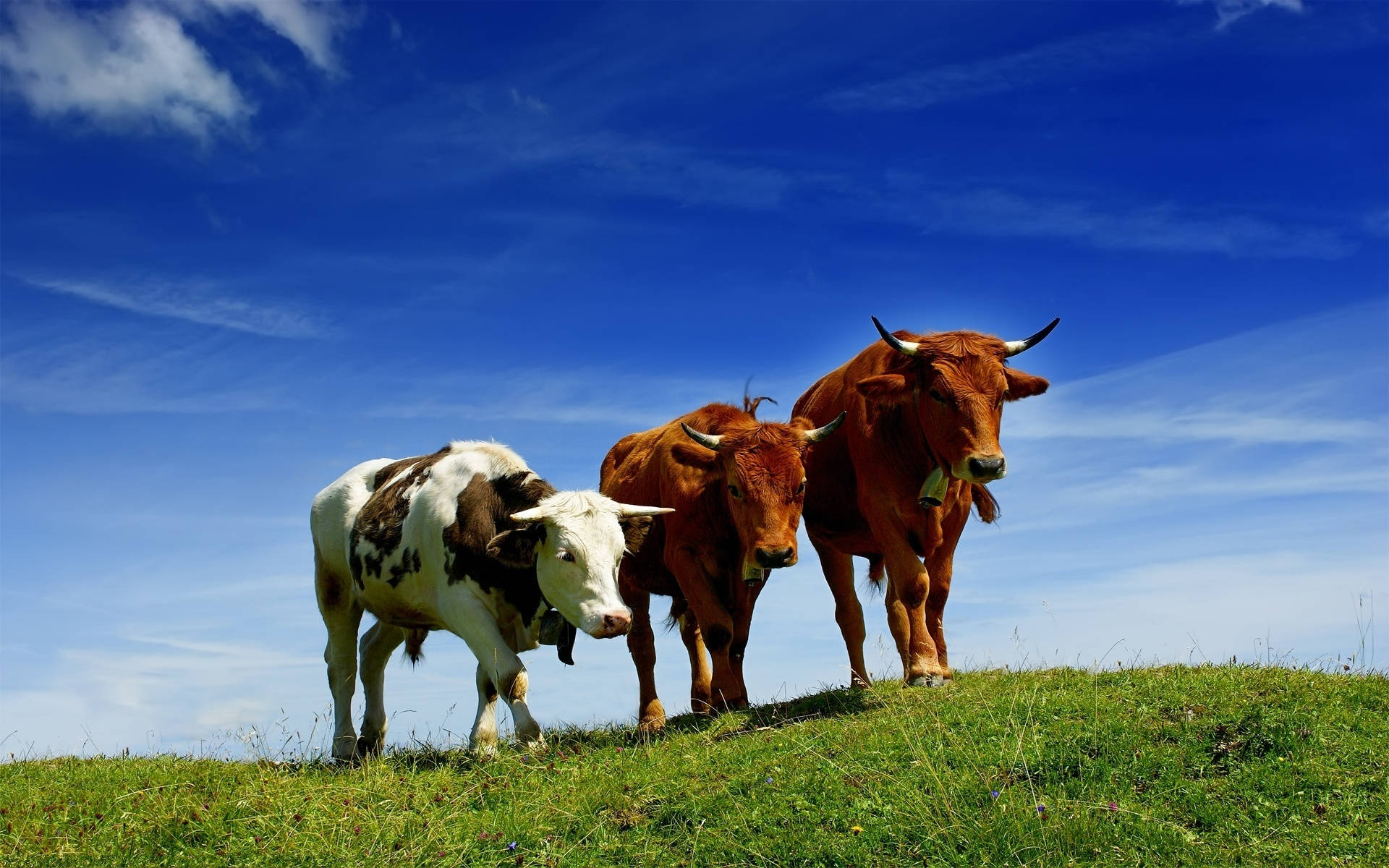 three cute cows, grassy hill, sunlit, Full HD Desktop Wallpaper