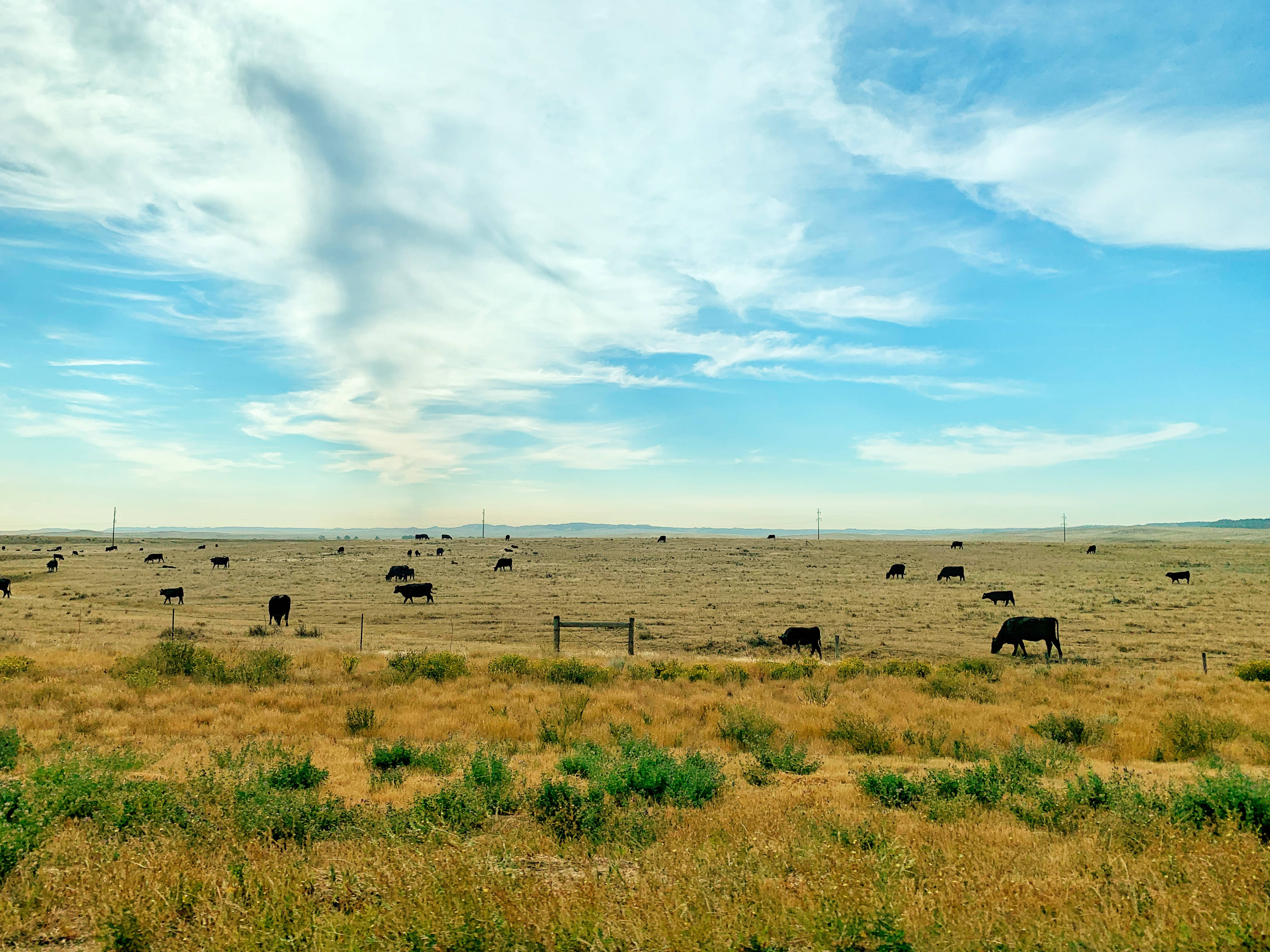 grassy field, cute cows, black cattle, 4K Desktop Wallpaper