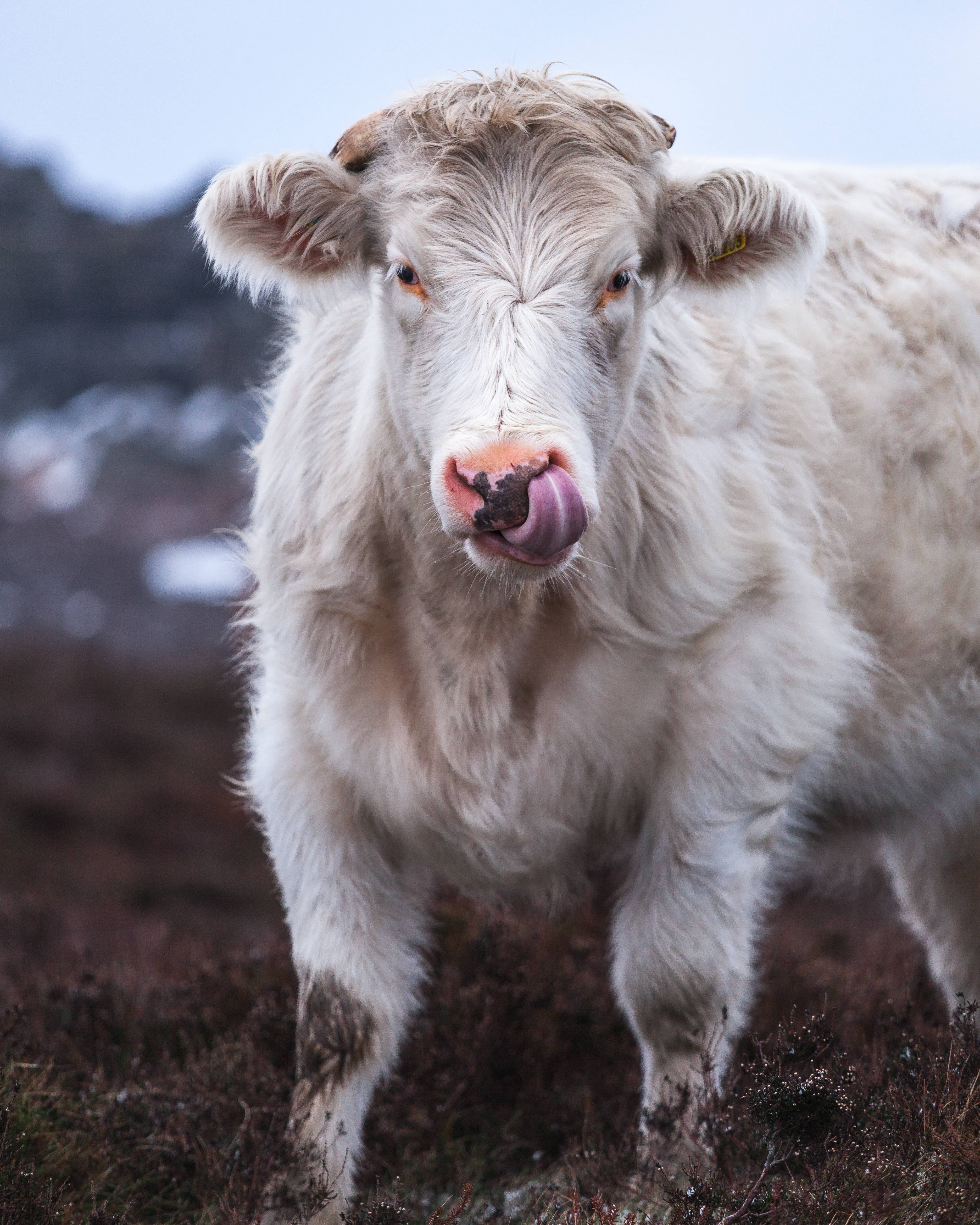 cute white cow, muddy paws, heather field, 4K Phone Wallpaper
